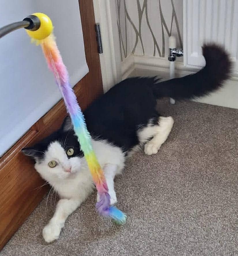 Bowie, domestic cat for adoption