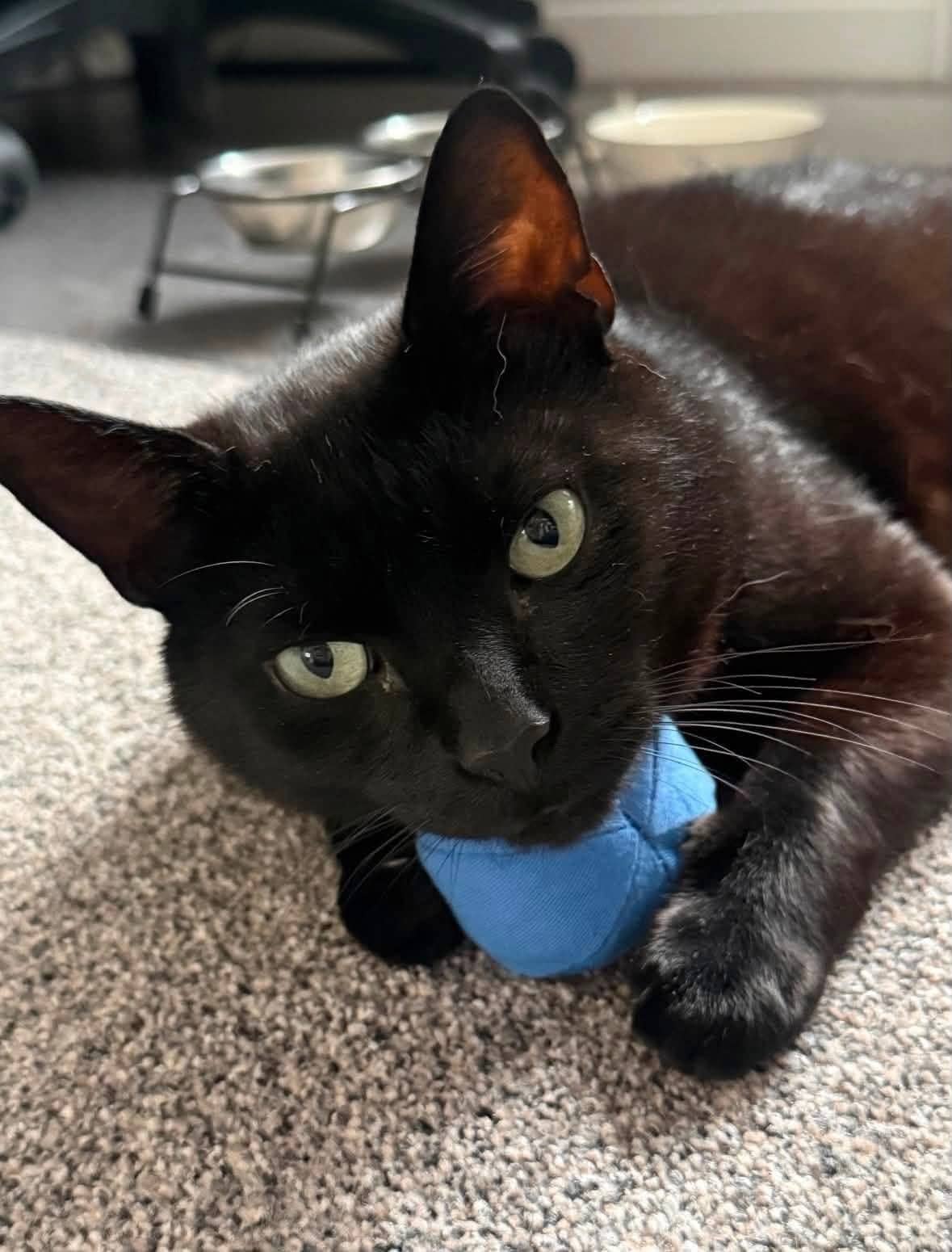 Reuben, domestic cat for adoption in Leeds