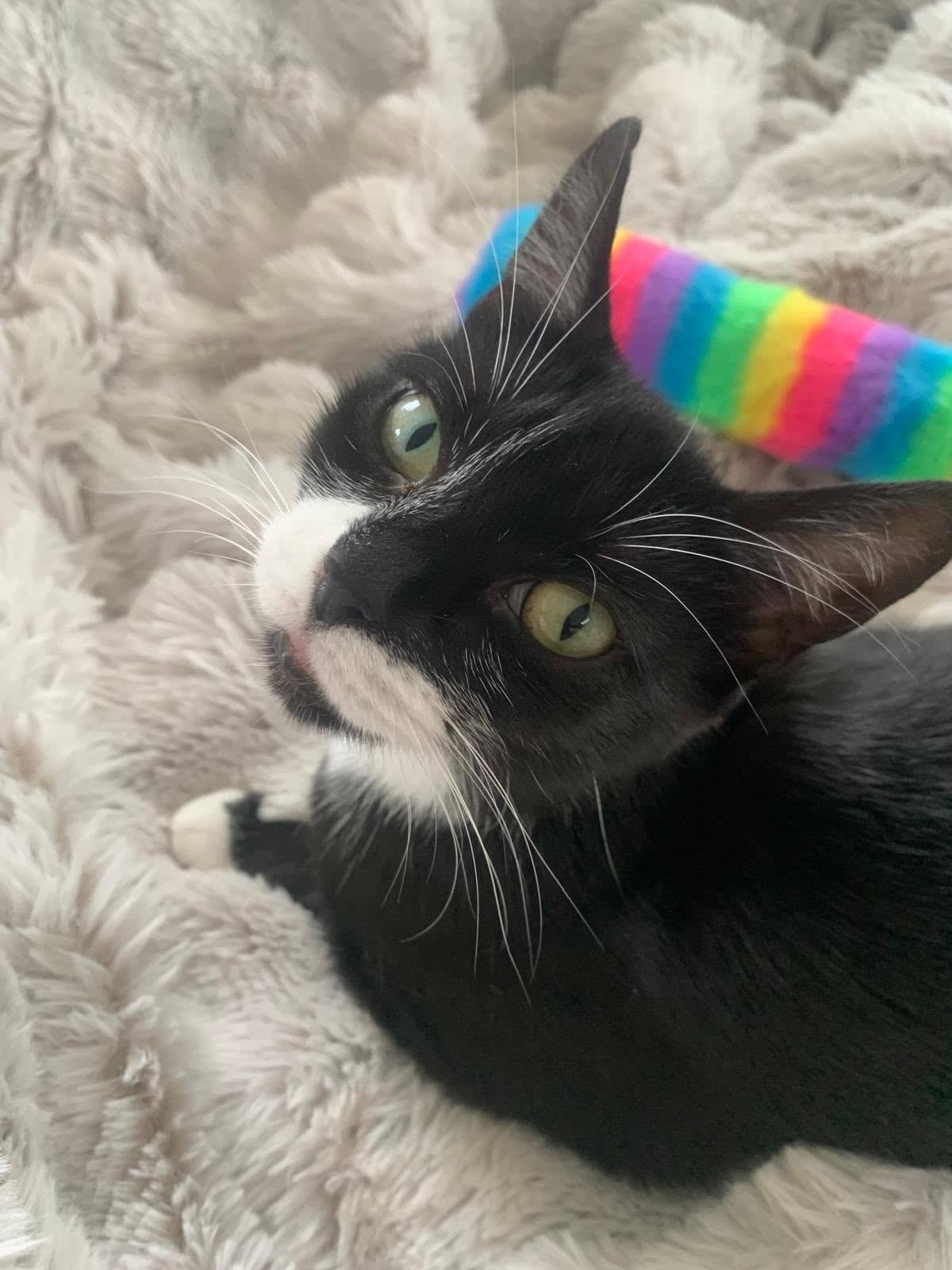 Minnie and Flossie, domestic cat for adoption in Leeds