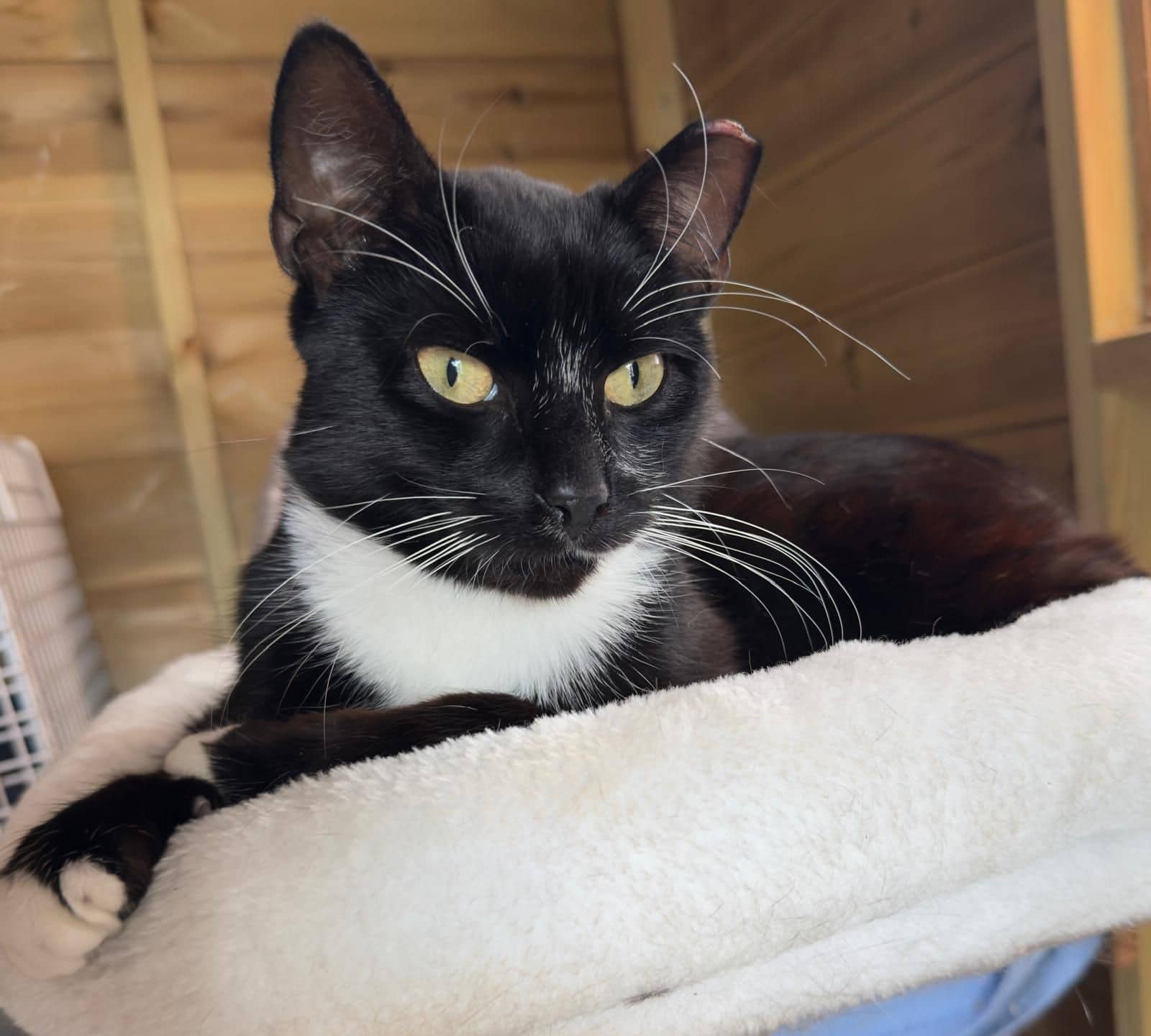 Nelson, domestic cat for adoption in Leeds