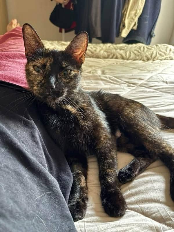 Amber and Scarlett, domestic cat for adoption
