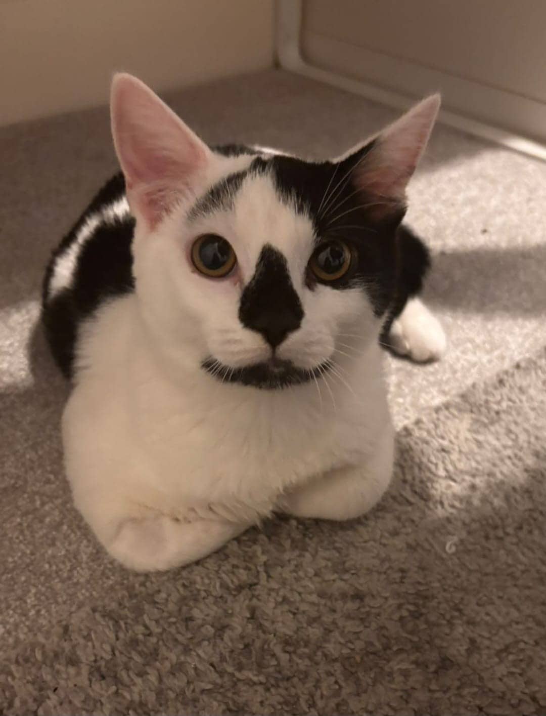 Dexter, domestic cat for adoption