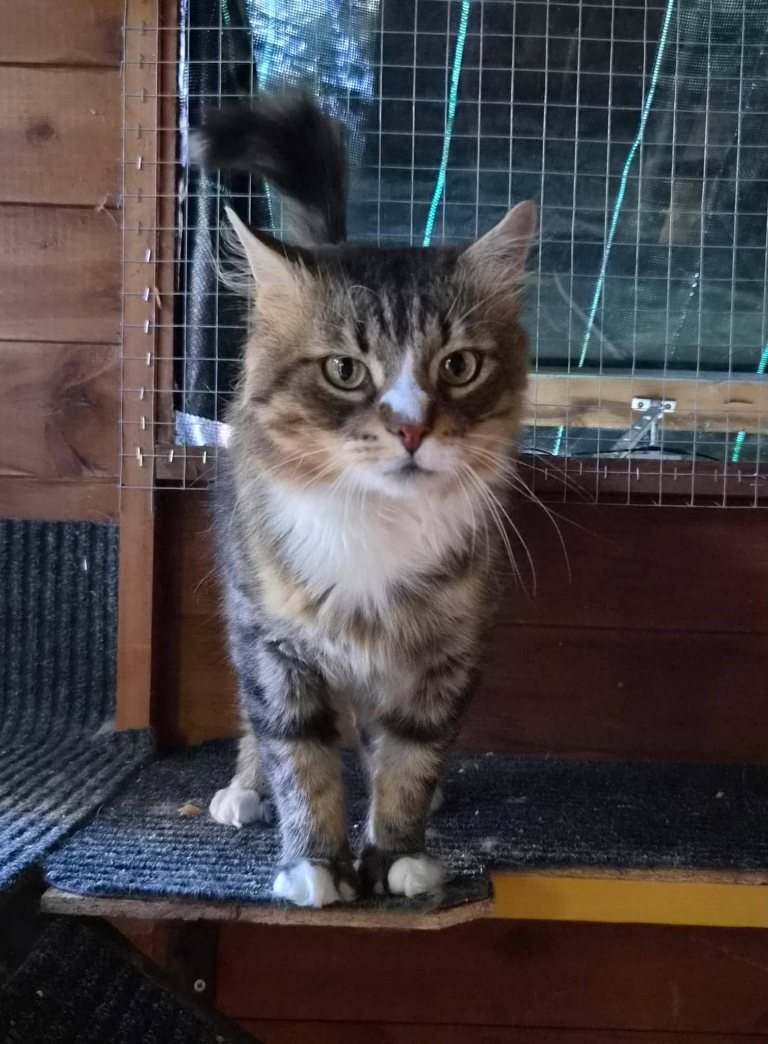 Roscoe, domestic cat for adoption in Leeds