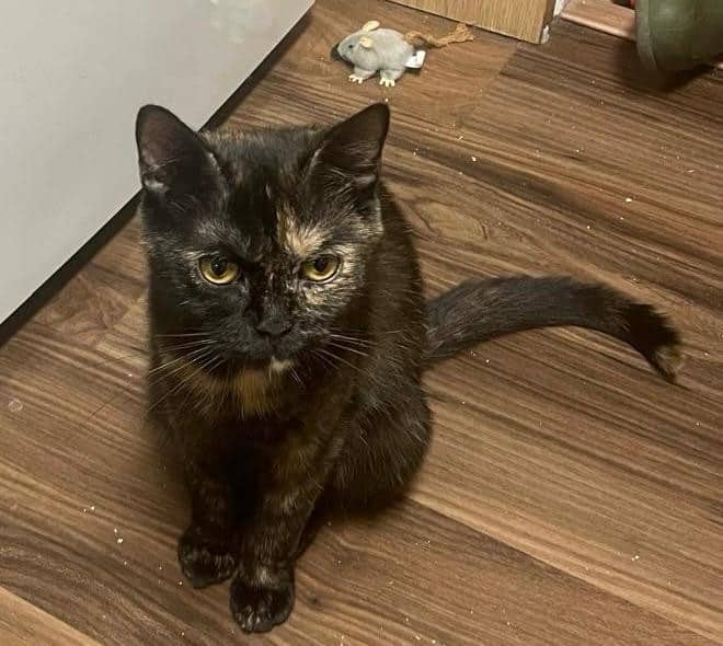 Maisie, domestic cat for adoption in Leeds