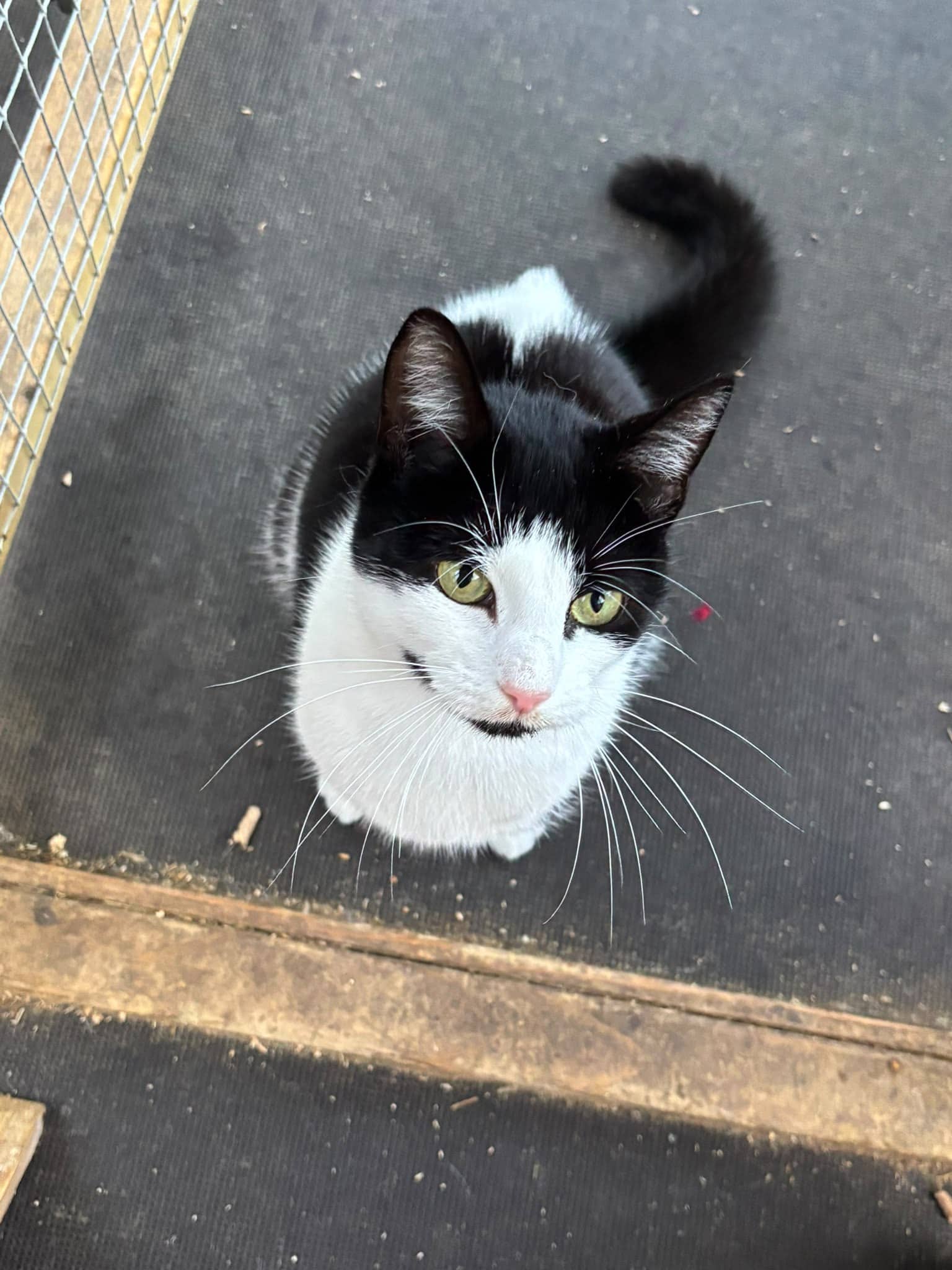 Jessie, domestic cat for adoption in Leeds