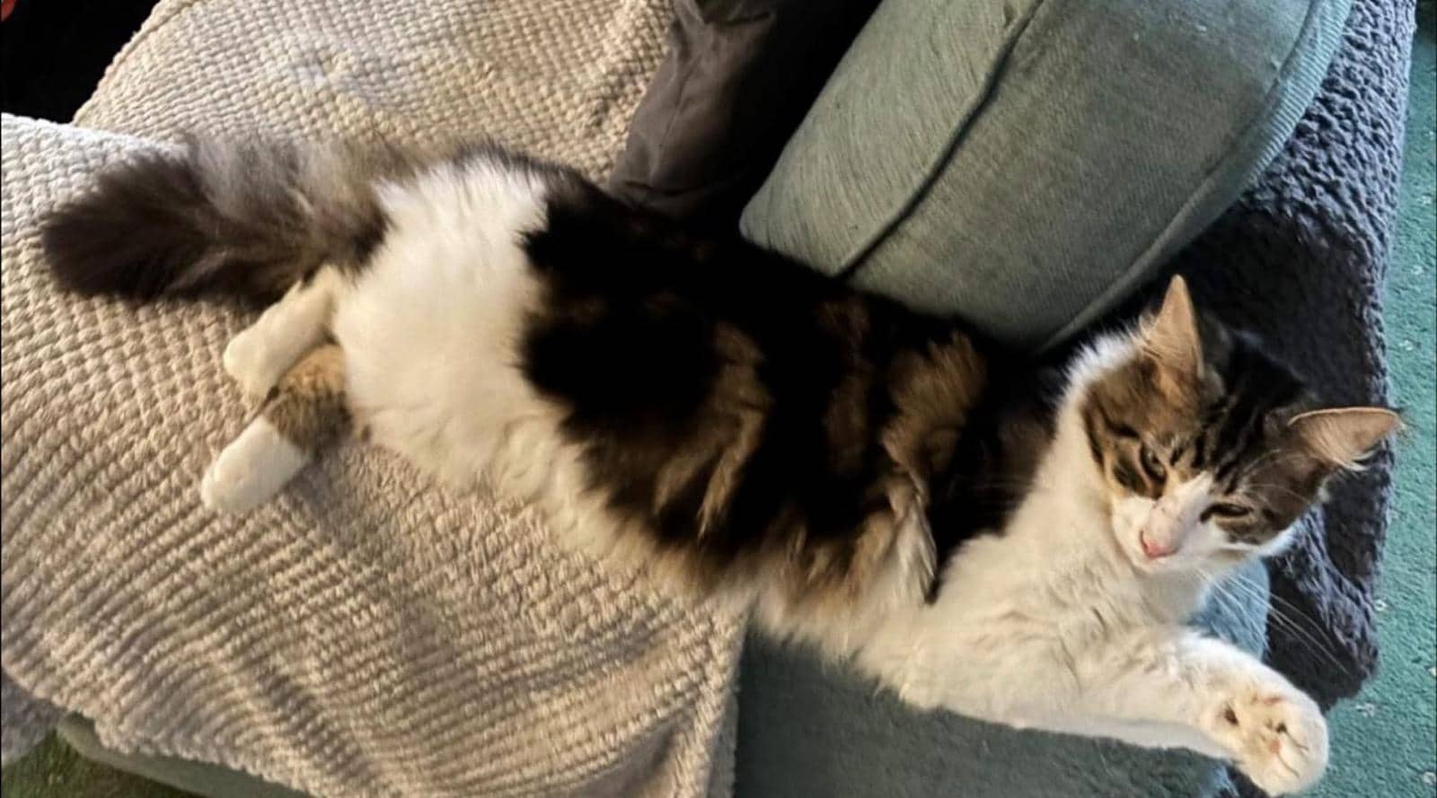 Milo and Oreo, domestic cat for adoption in Leeds
