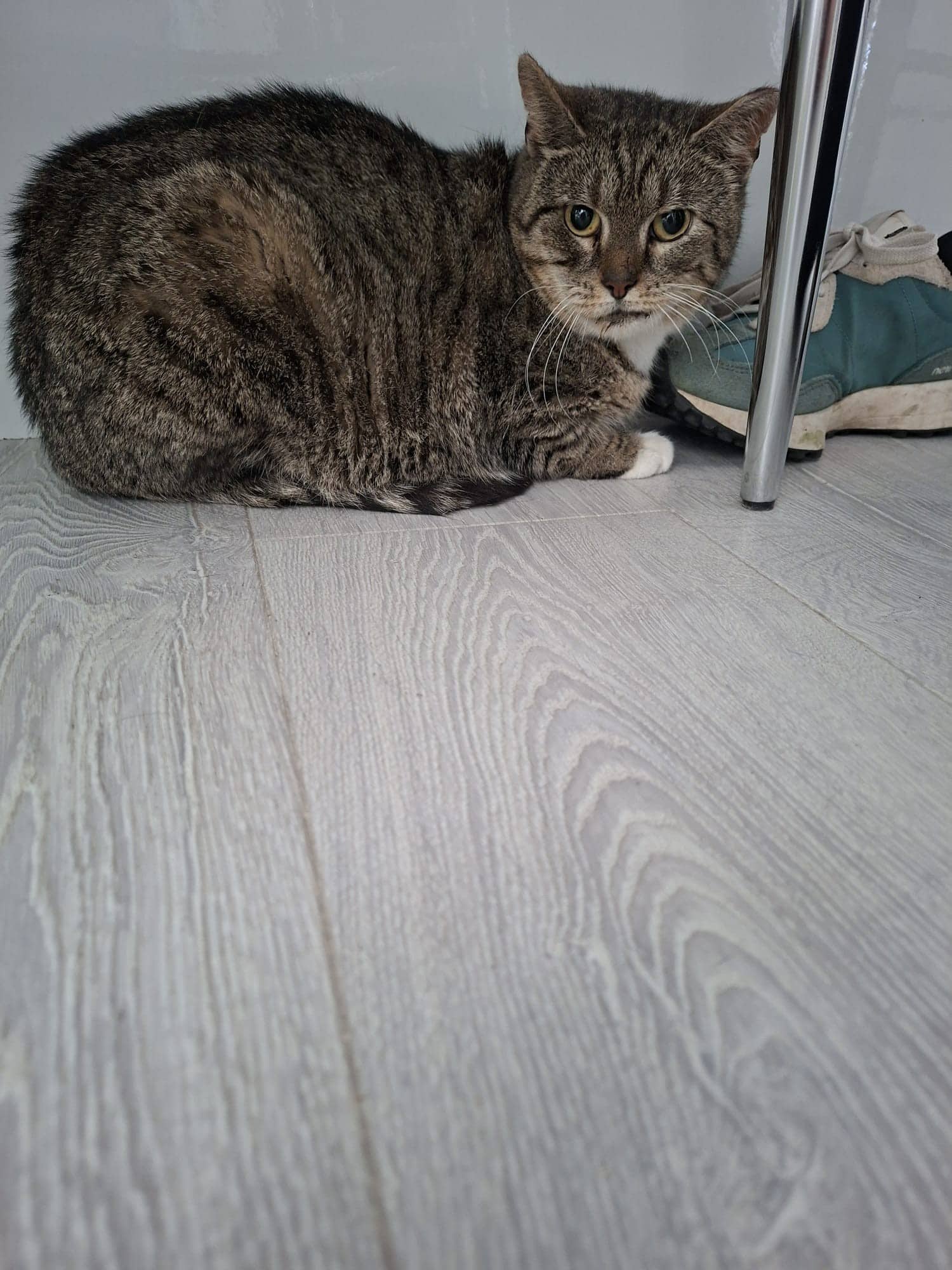 Betty, domestic cat for adoption