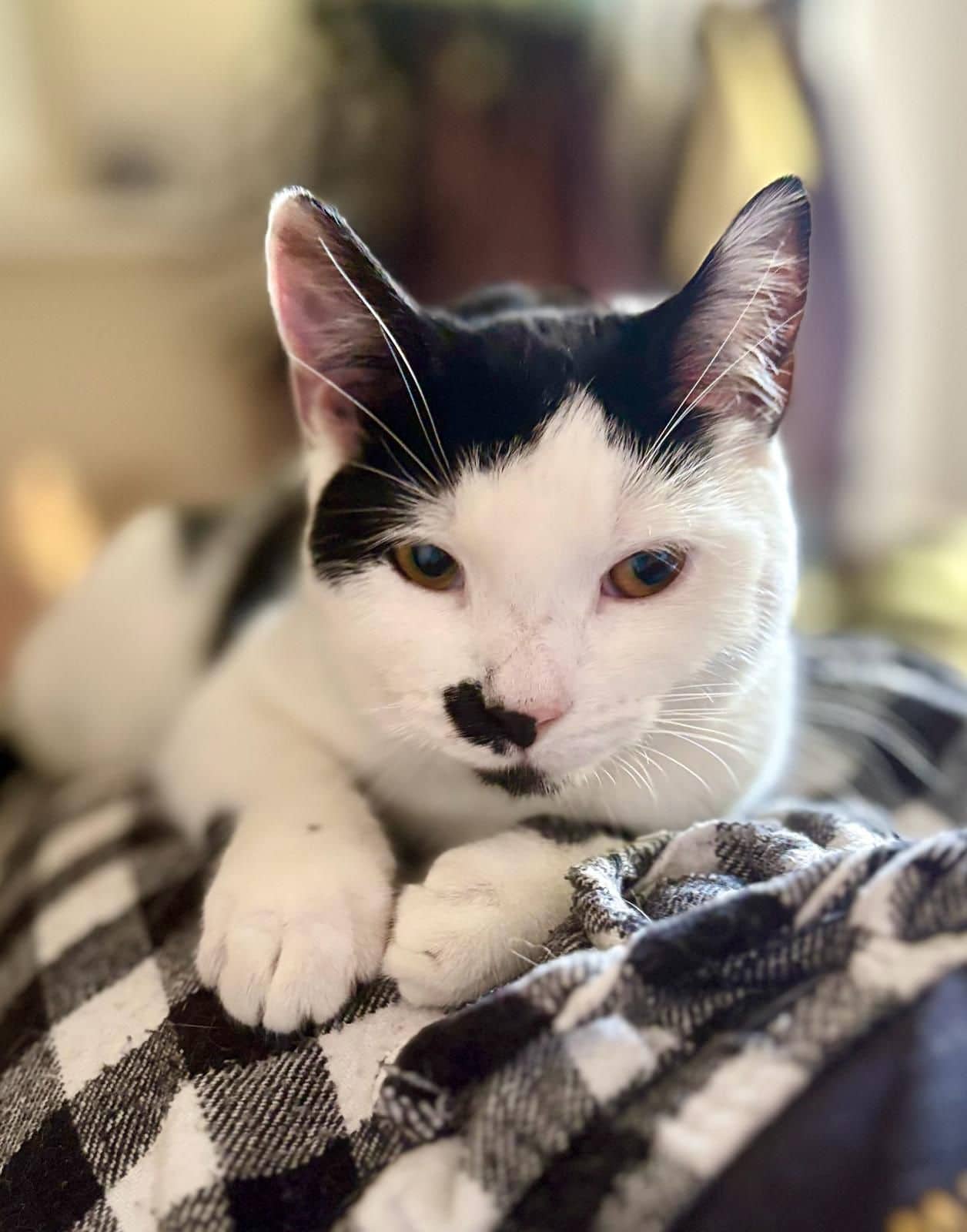 Mimi and George, domestic cat for adoption in Leeds