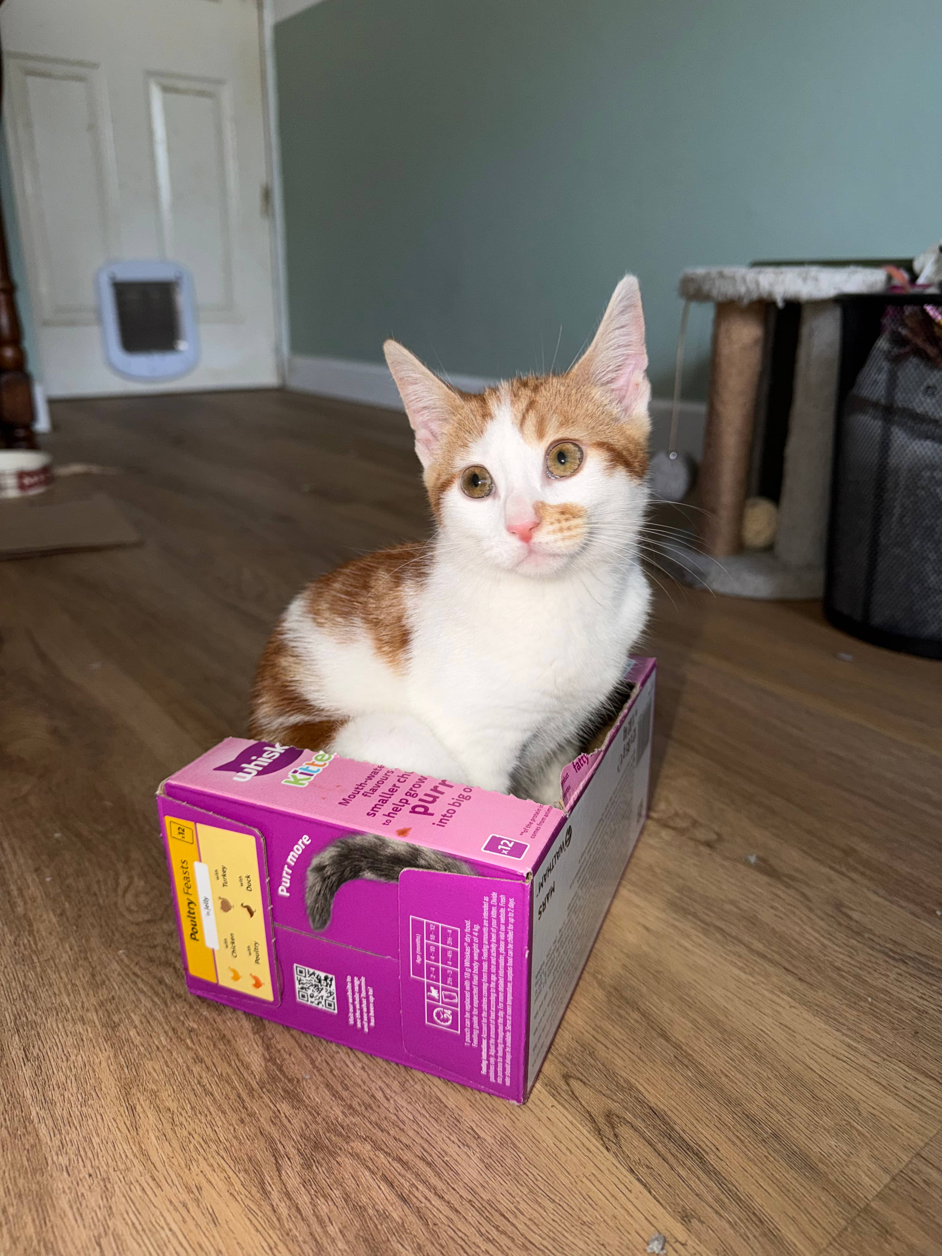 Imogen, domestic cat for adoption in Birmingham