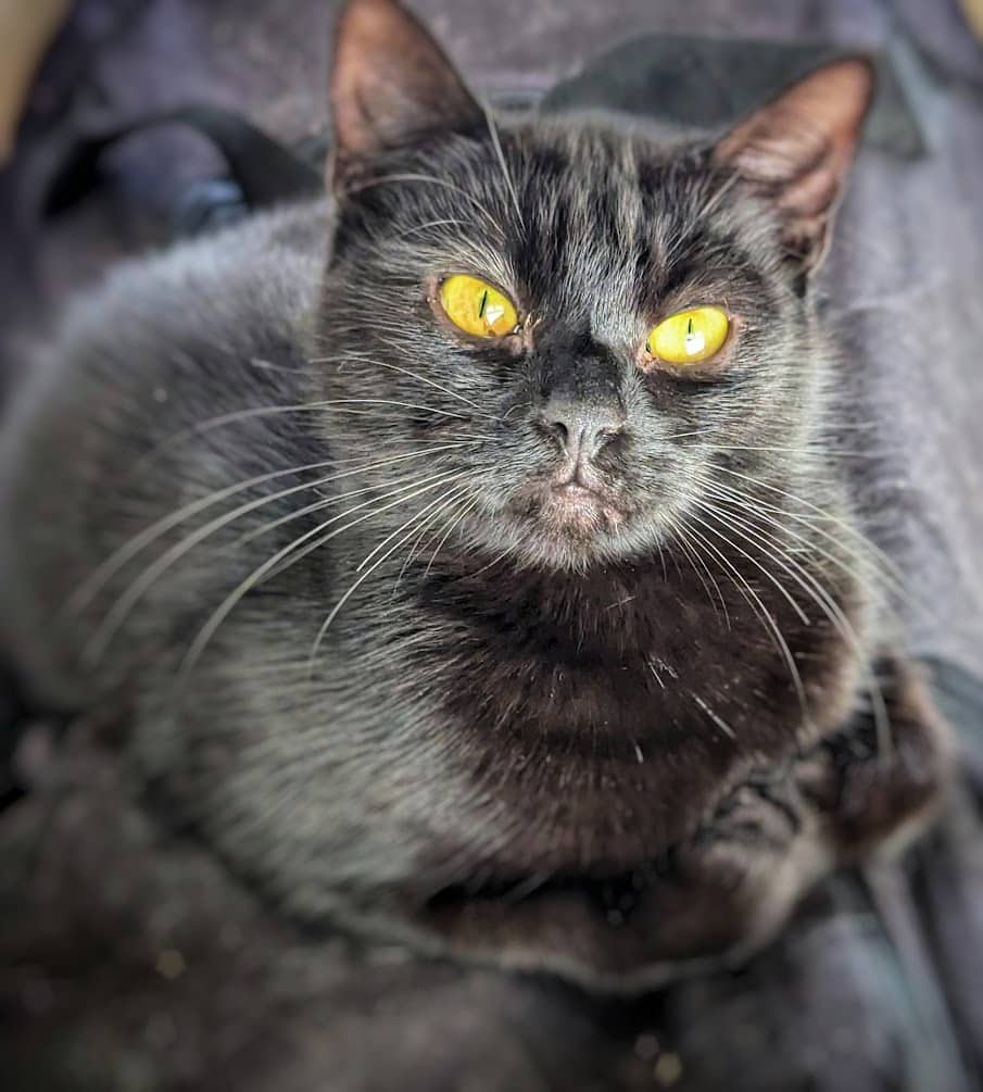 Cat Adoption & Rescue Stafford: 60+ Cats | LocalPetFinder