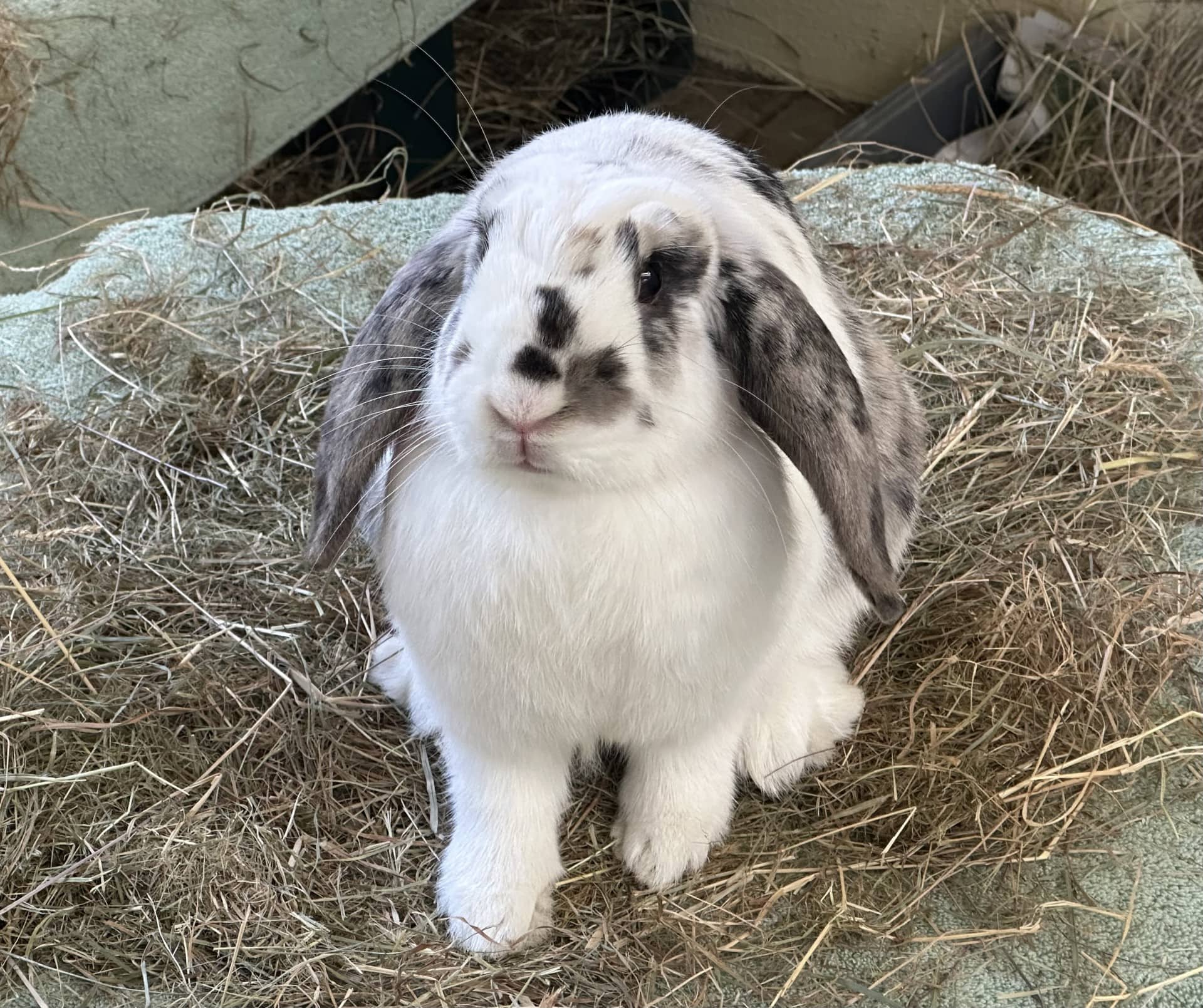 Patsu, lop for adoption in Godmanchester