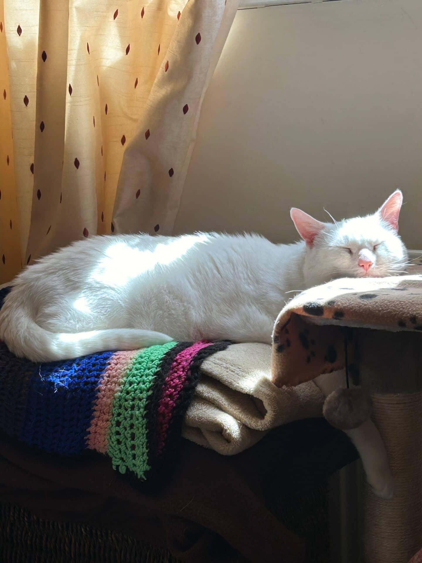 Lexie, domestic shorthair for adoption in Godmanchester