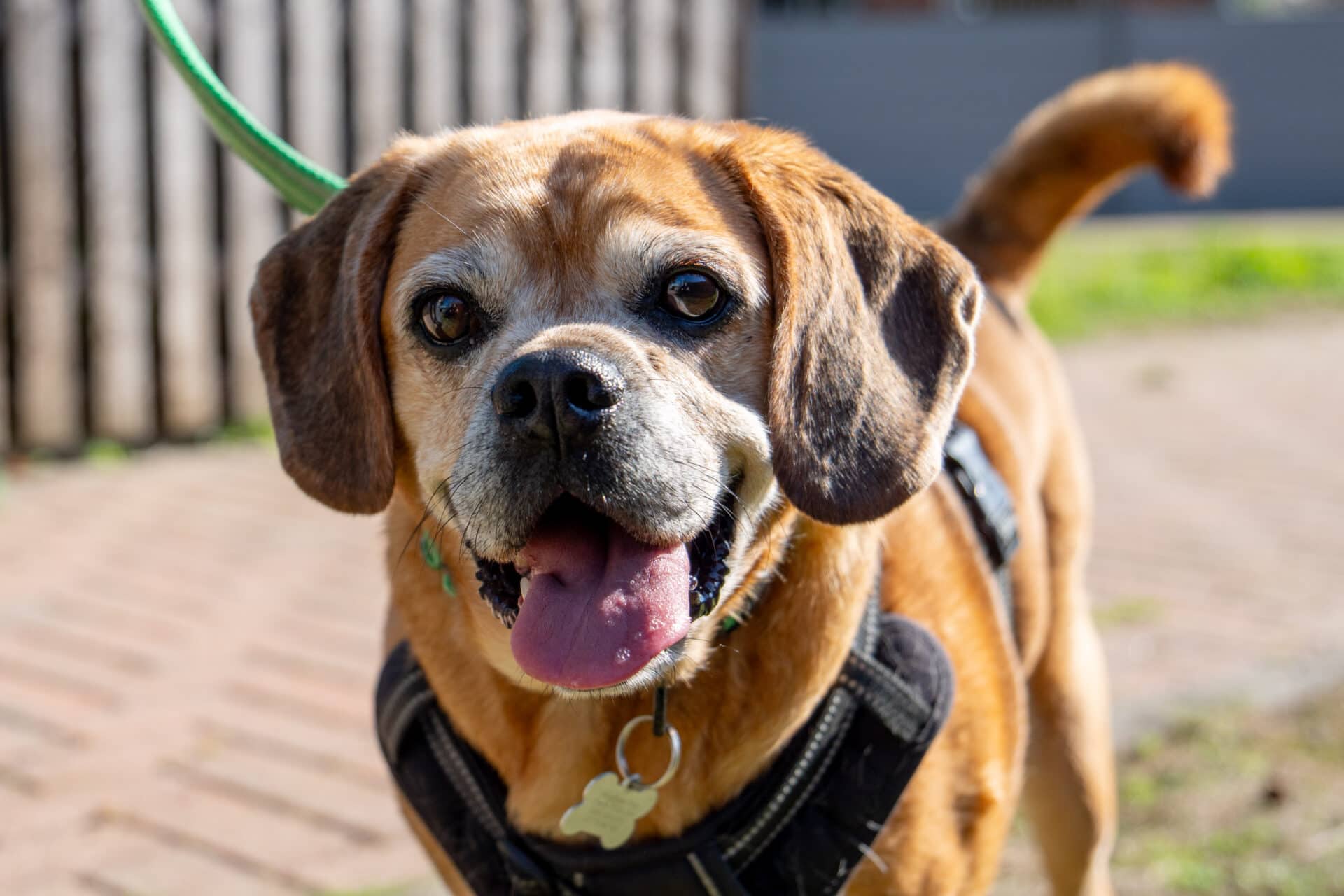 Maddie, puggle for adoption in Godmanchester