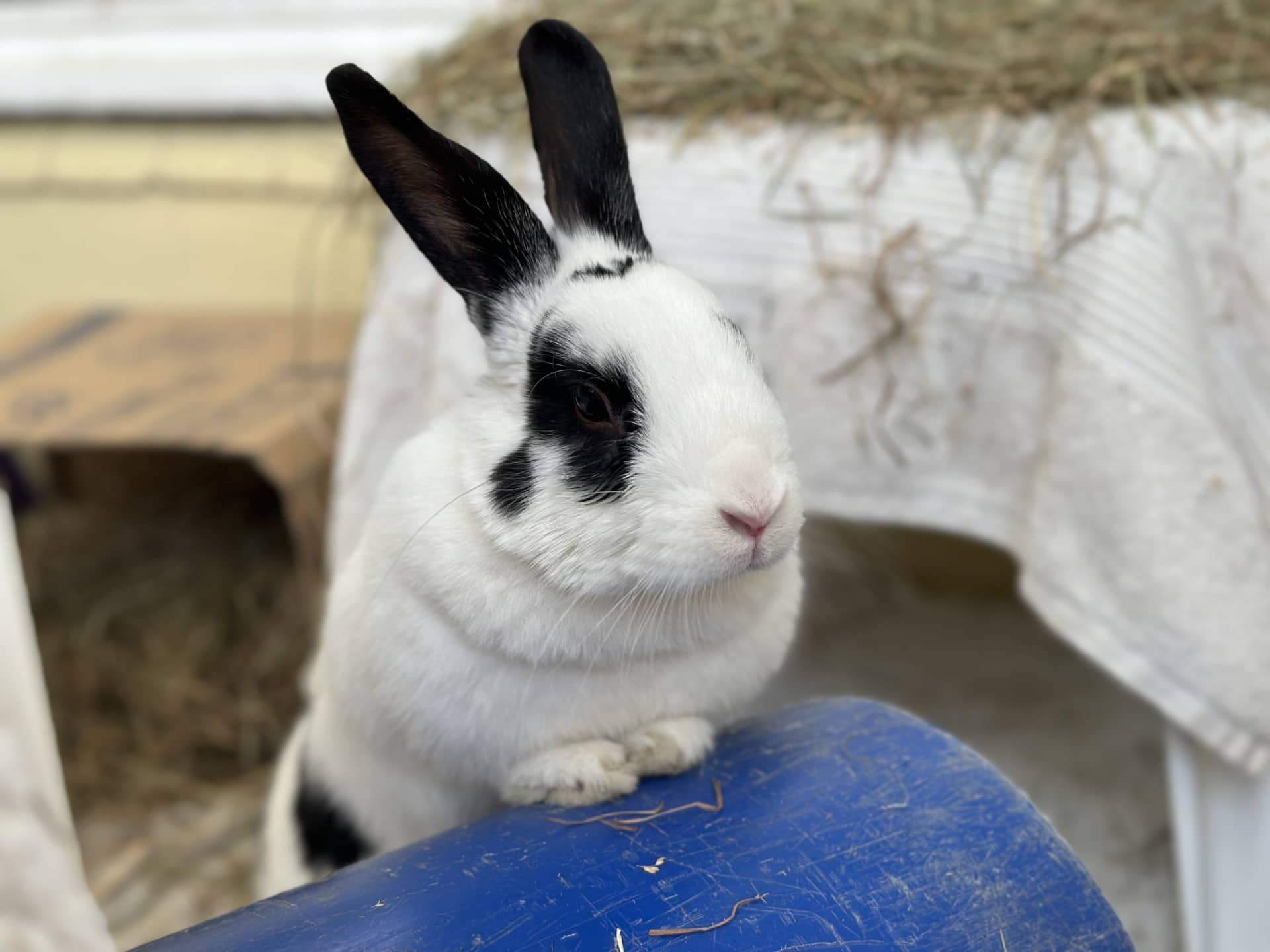 Buccaneer, english spot for adoption in Godmanchester
