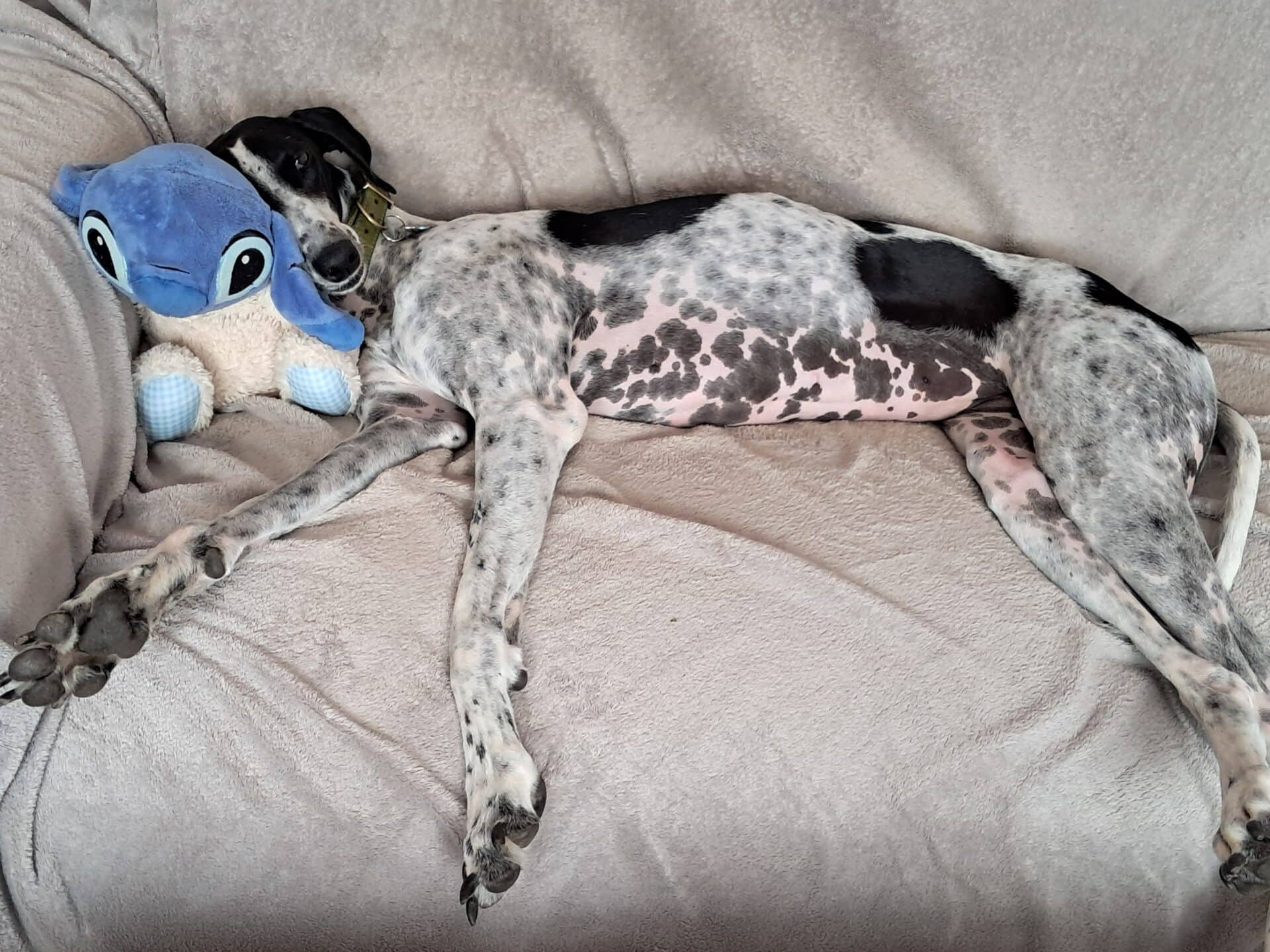 Daphne, lurcher for adoption in Godmanchester