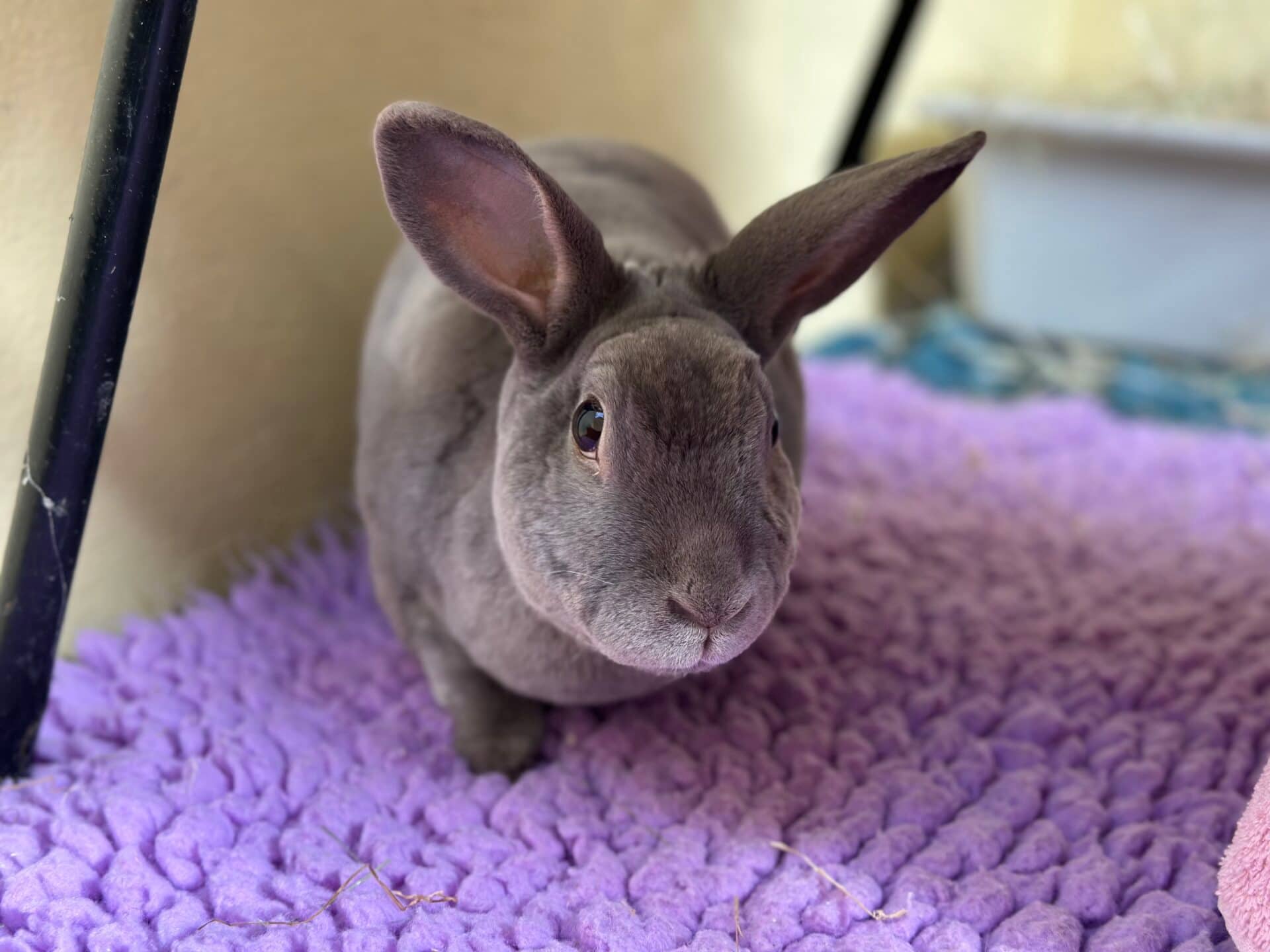 Cleo, rex for adoption in Godmanchester