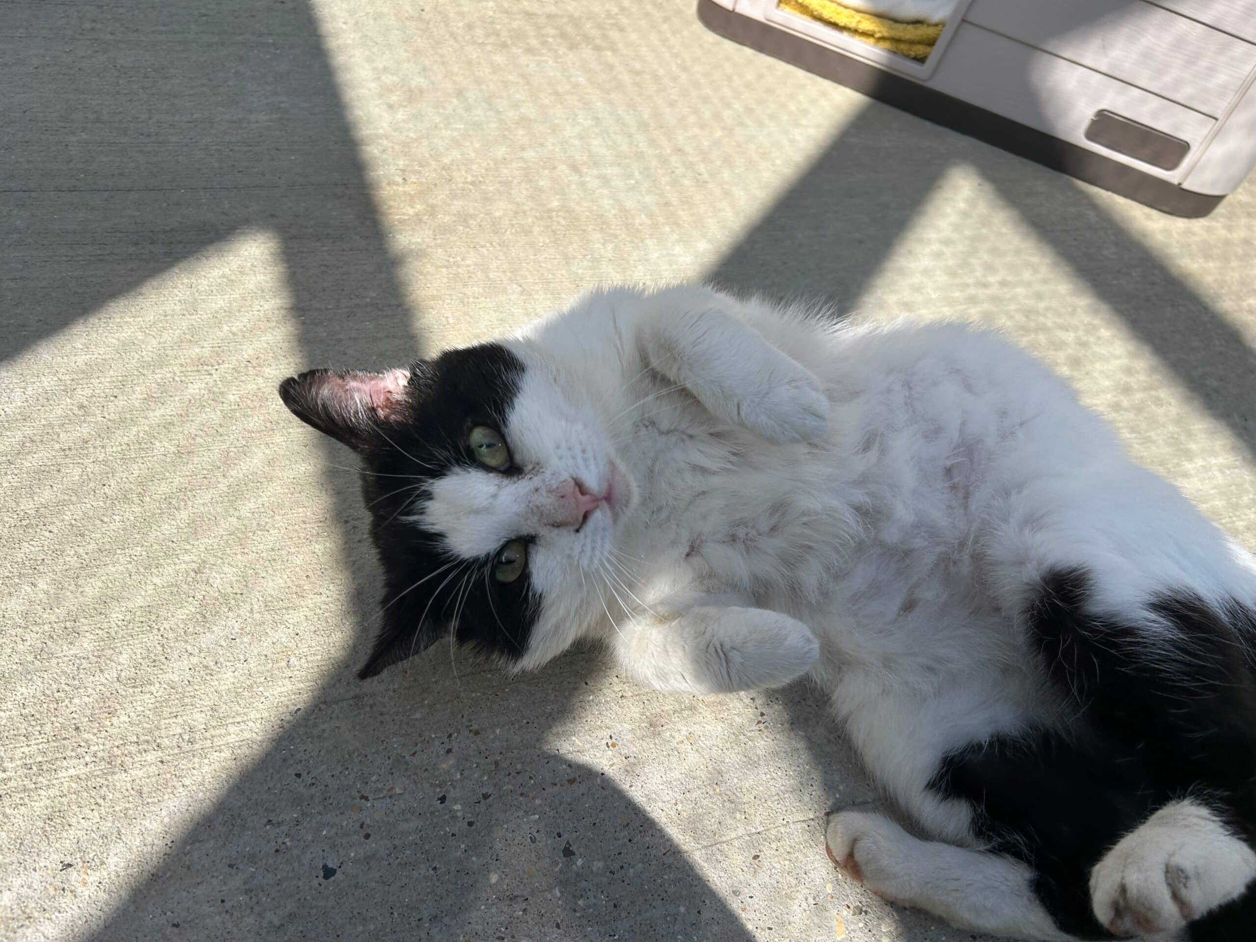 George, domestic shorthair for adoption in Godmanchester
