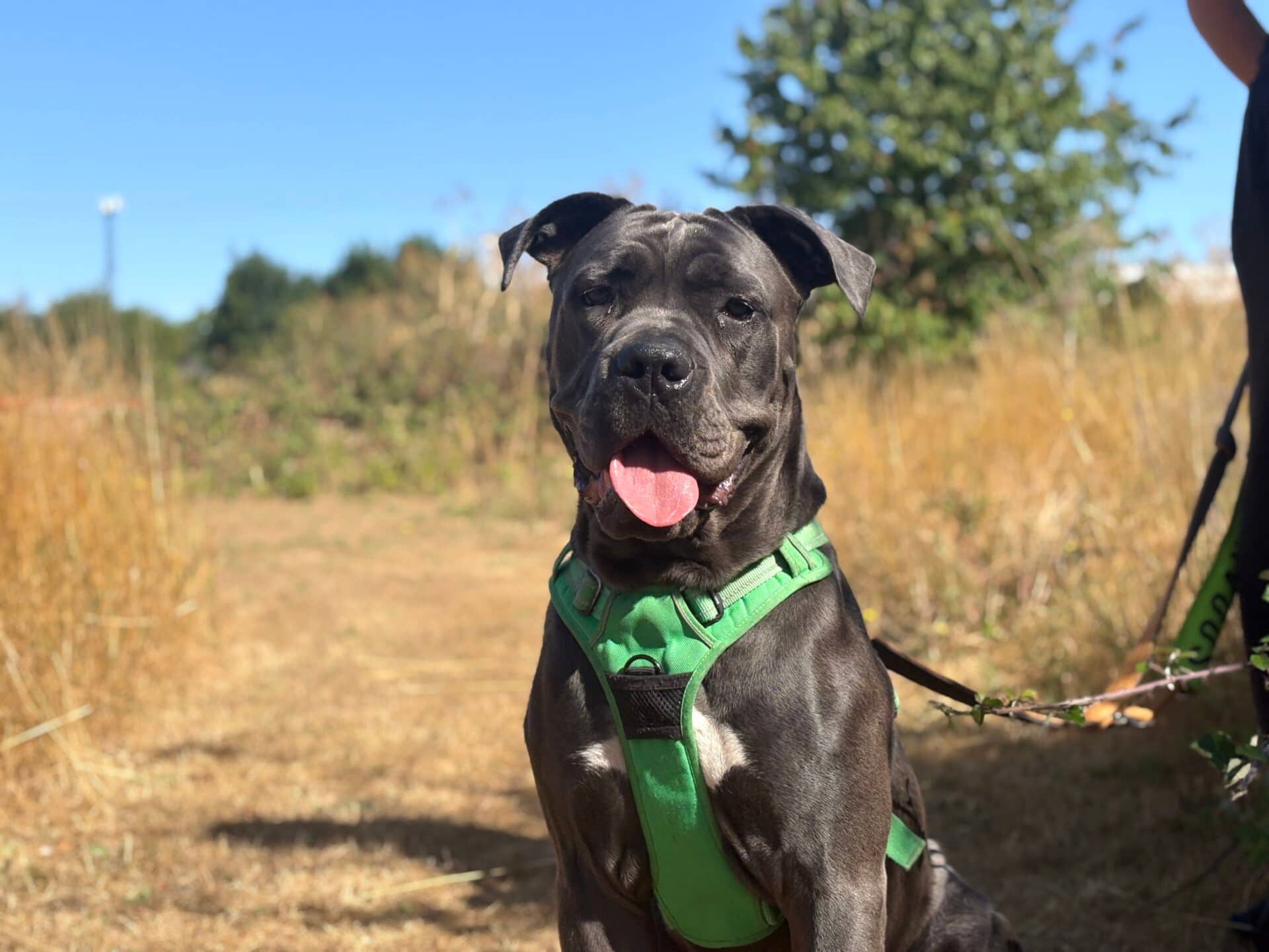 Marnie, cane corso for adoption in Godmanchester