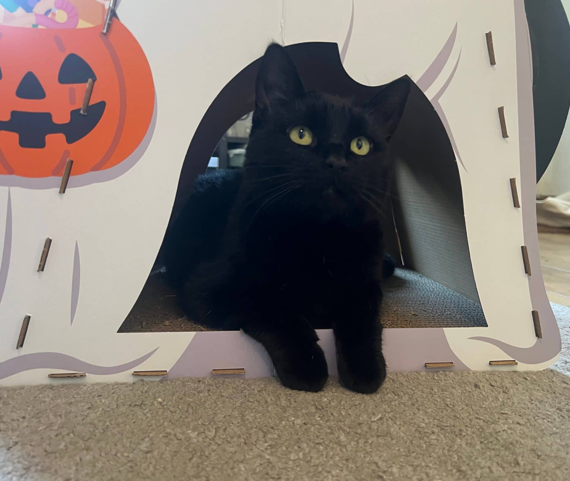 Bella, domestic shorthair for adoption in Godmanchester