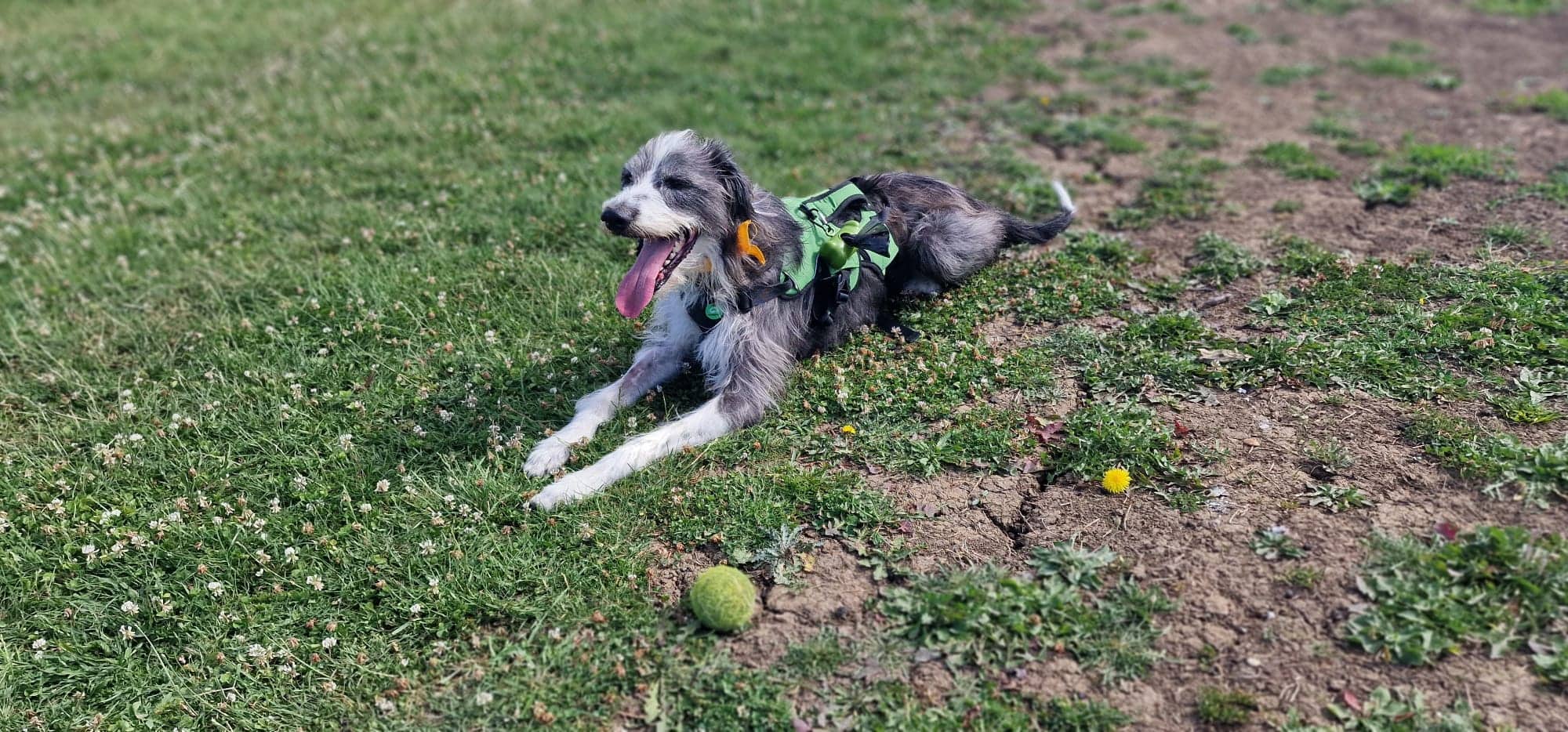 Max, photo 4