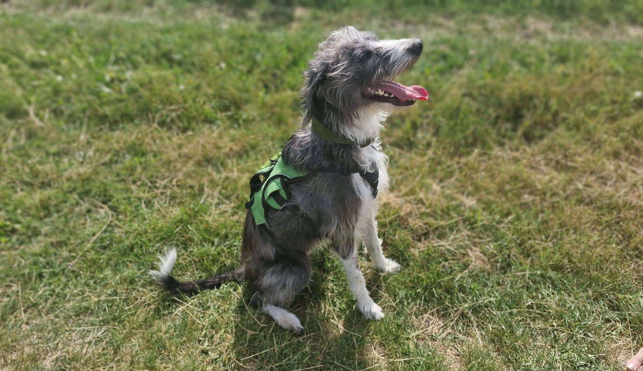 Max, photo 5