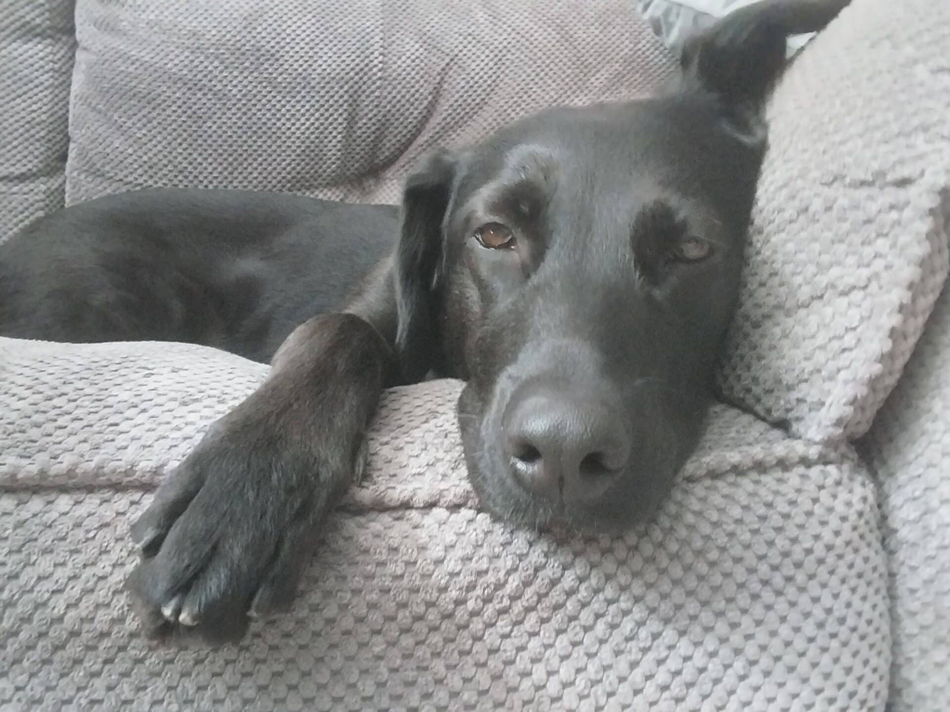Molly, photo 3
