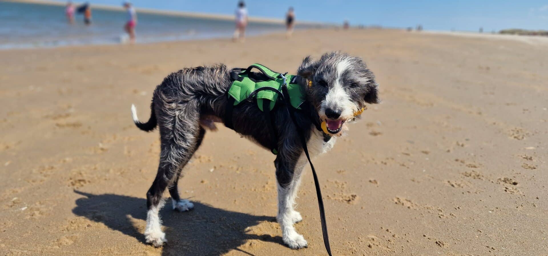 Max, border collie x lurcher for adoption in Godmanchester