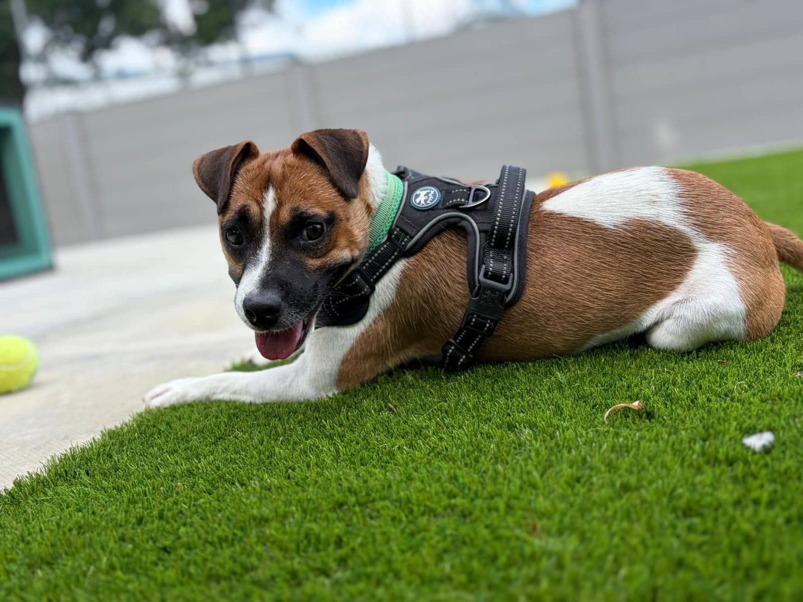 Sean Paul, terrier for adoption in Godmanchester