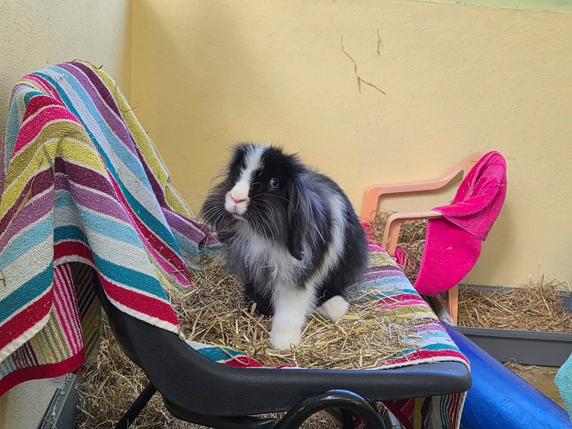 Sir Fluffington, lion head for adoption in Godmanchester
