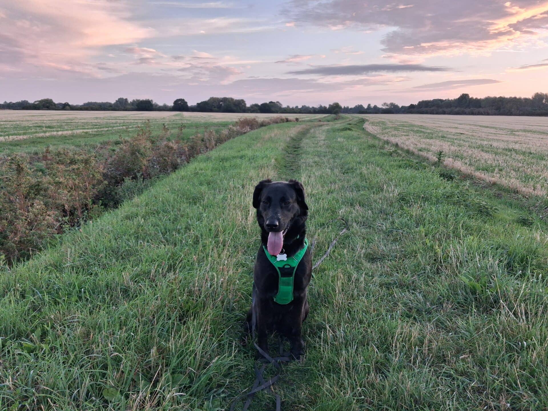 Molly, labrador cross for adoption in Godmanchester