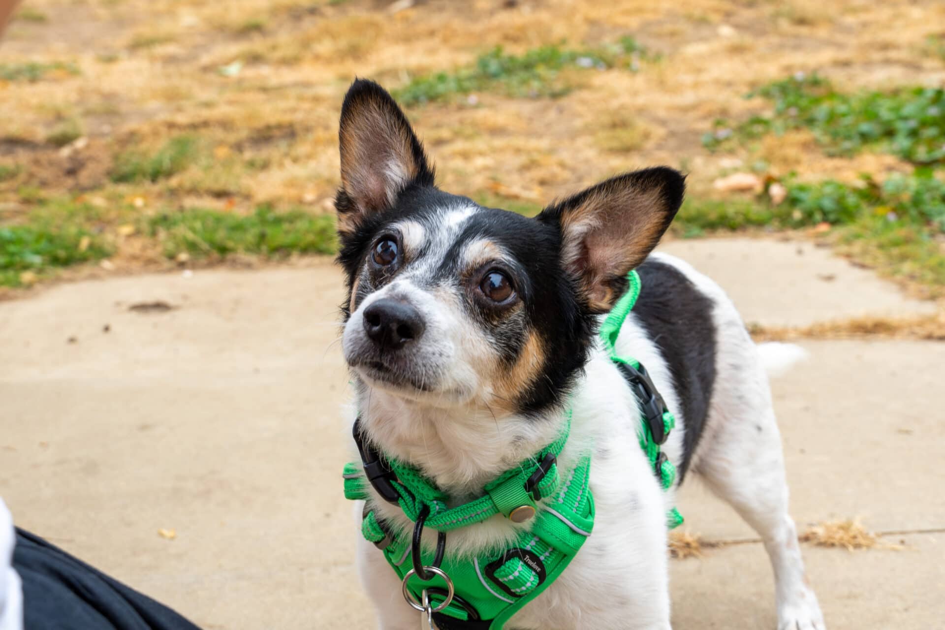 Alfie, jack russell for adoption in Godmanchester