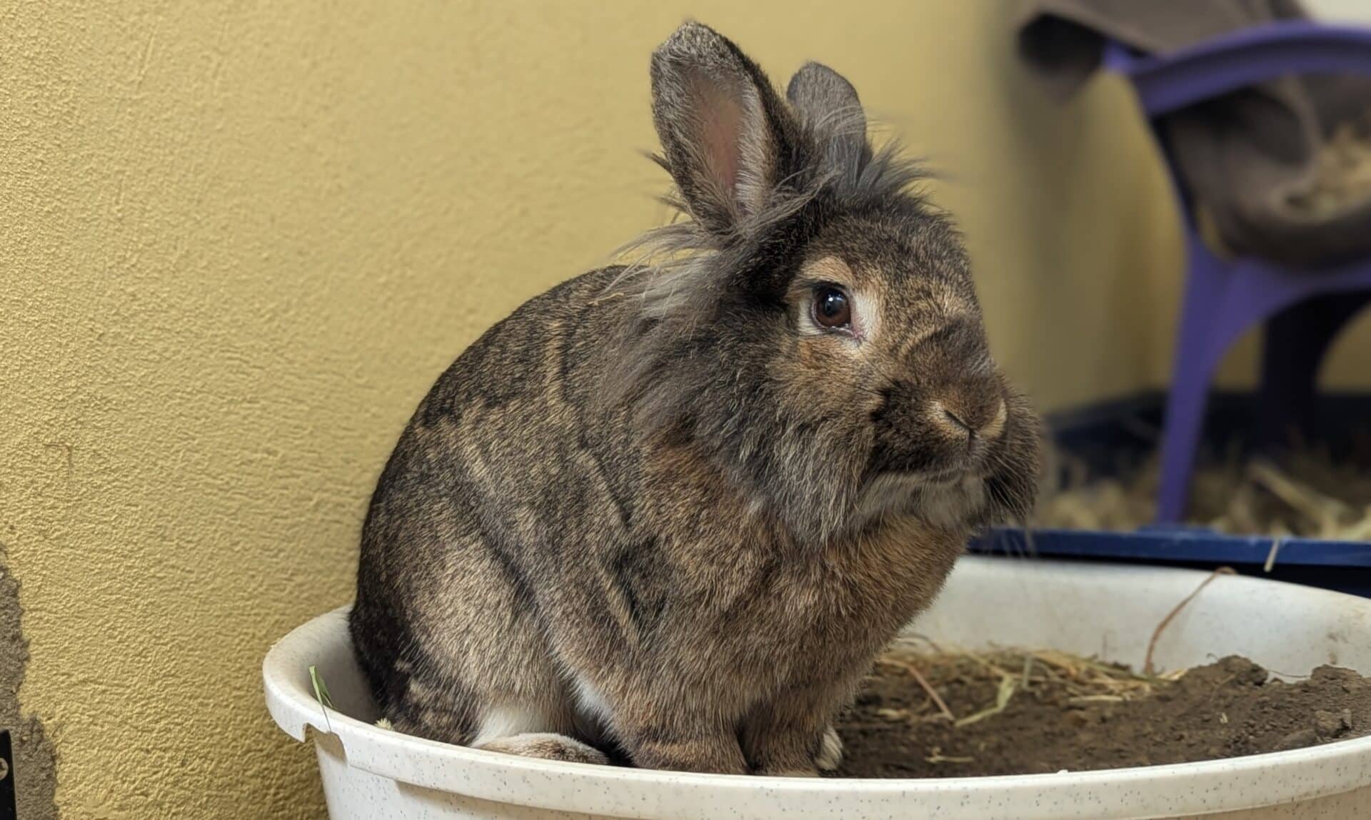 Hope, lion head for adoption in Godmanchester