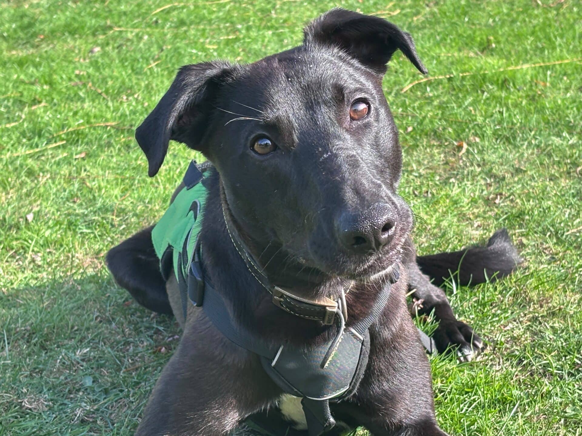 Ferb, lurcher for adoption in Godmanchester