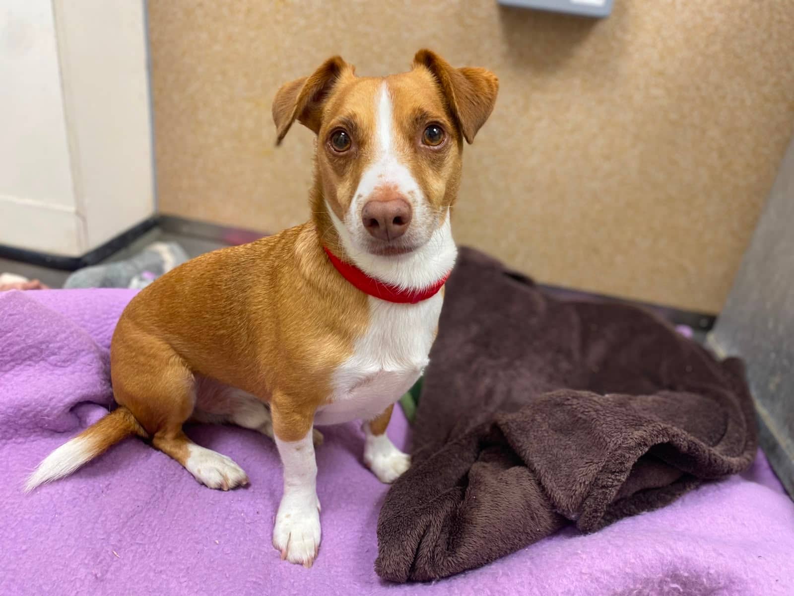 Cruze, terrier for adoption in Godmanchester