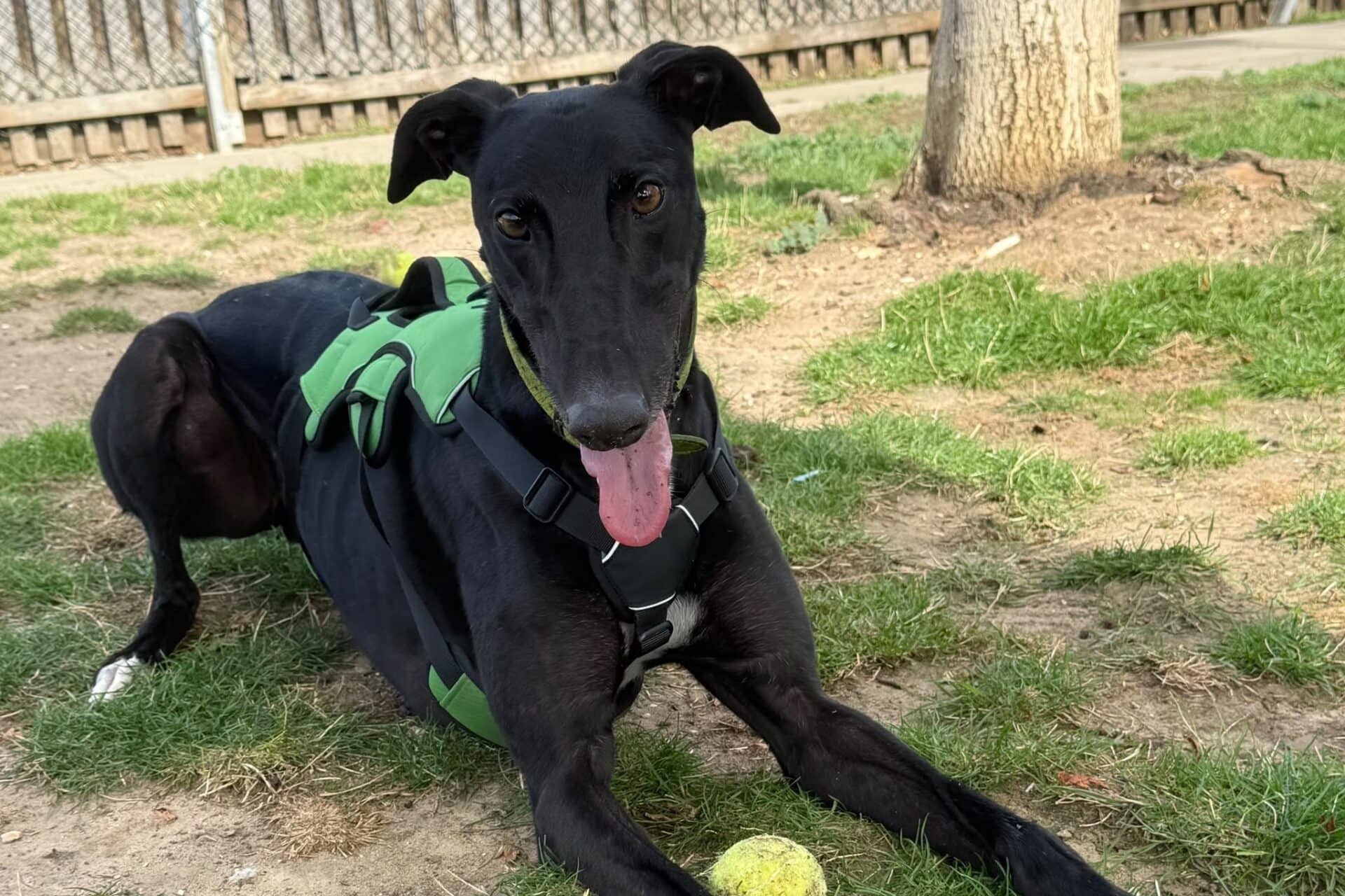 Reggie, greyhound for adoption in Godmanchester