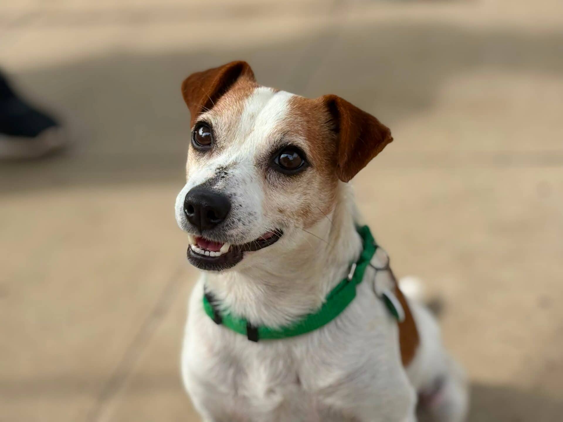 Cashew, jack russell for adoption in Godmanchester