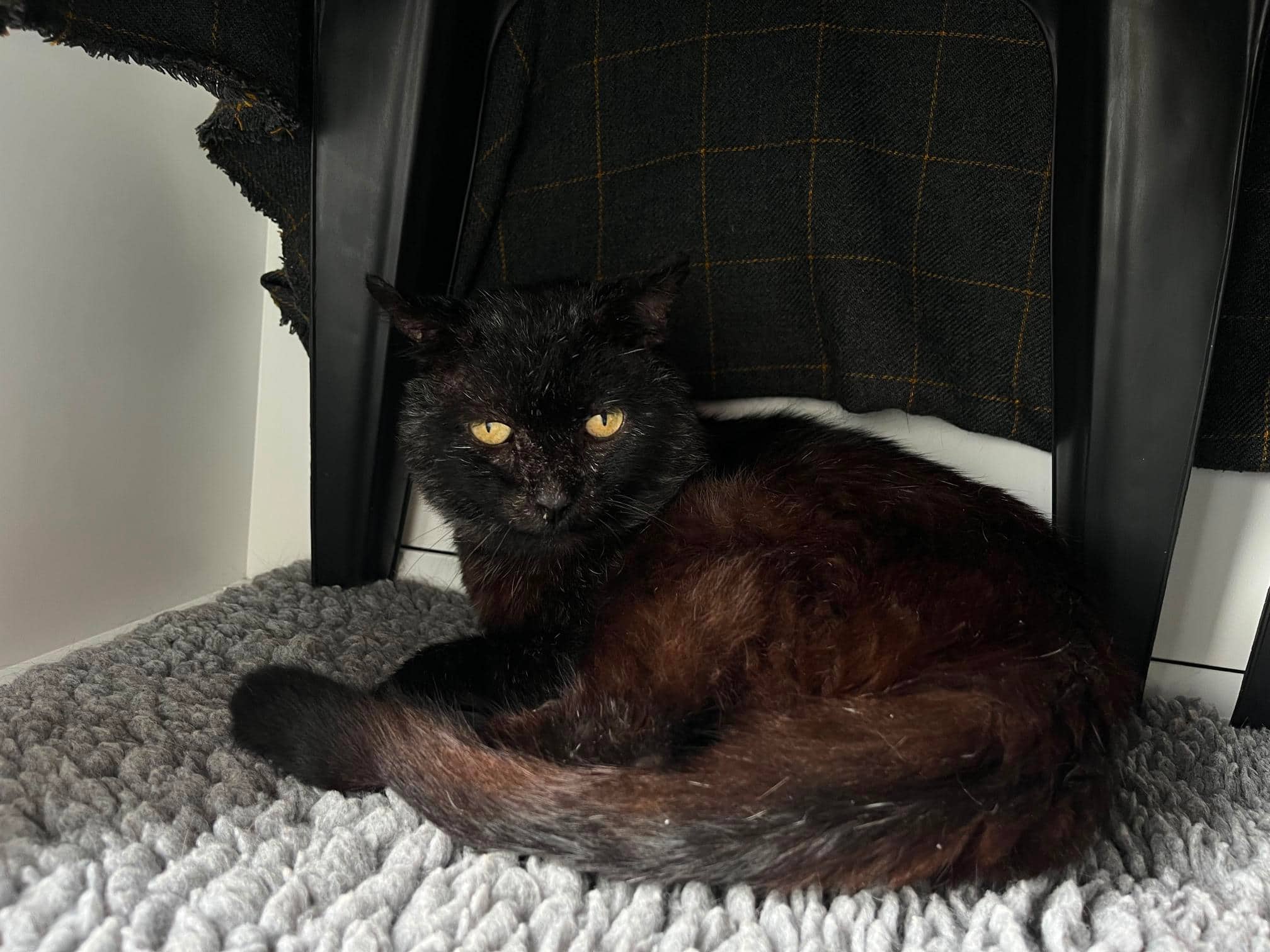 Scruff, domestic shorthair for adoption in Godmanchester
