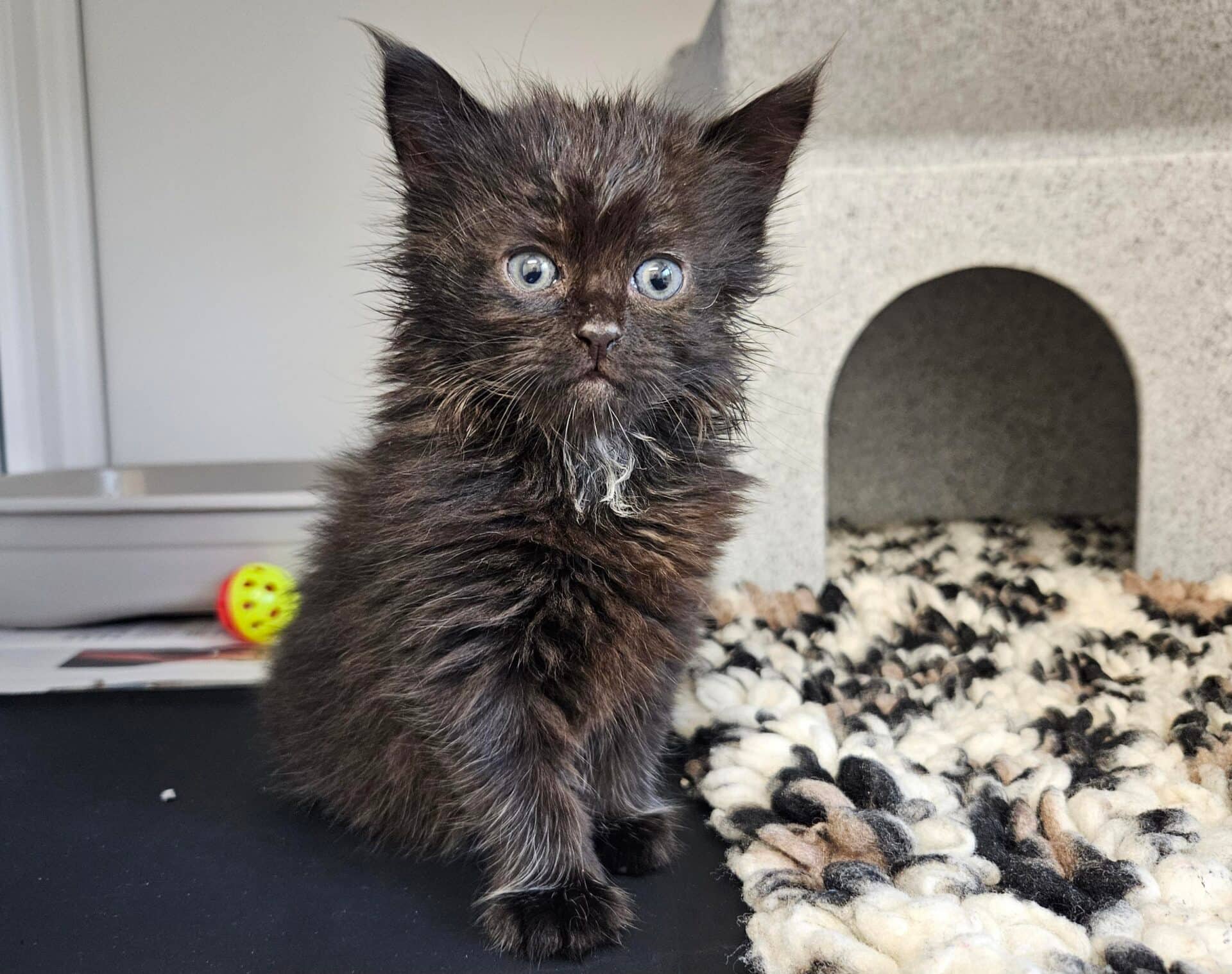 Freddie, domestic longhair for adoption in Godmanchester