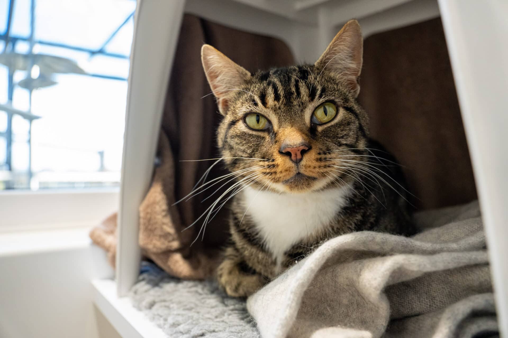Moon Pie, domestic shorthair for adoption in Godmanchester