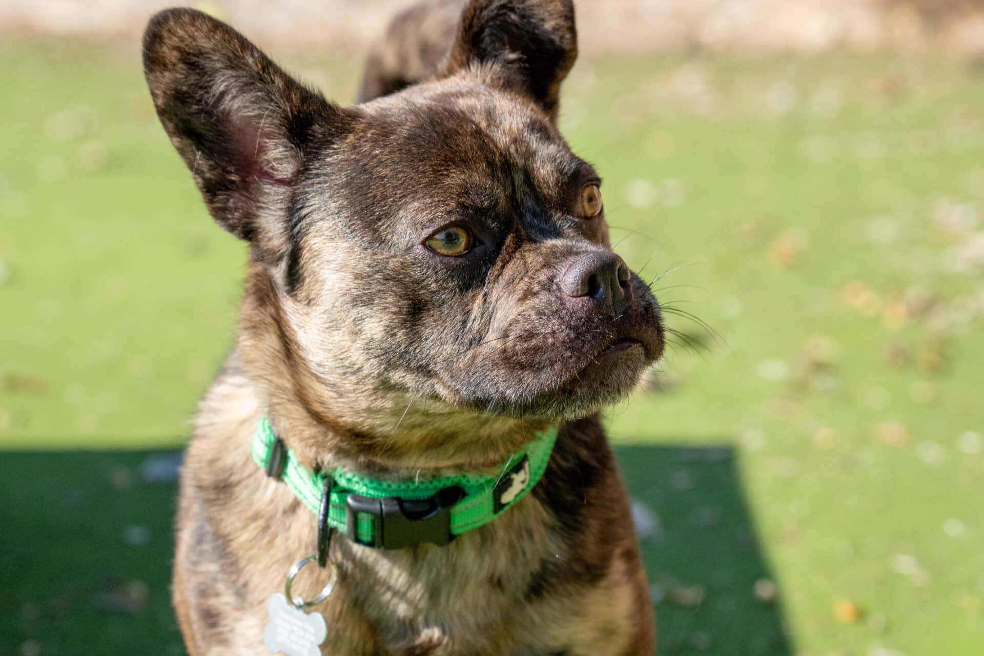 Mischa, french bulldog cross pug for adoption in Godmanchester