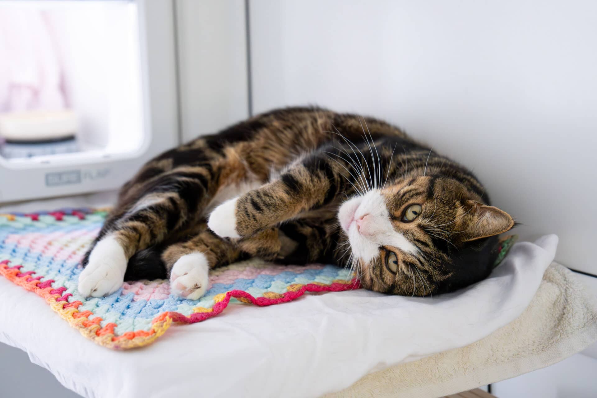 Chester, domestic shorthair for adoption in Godmanchester