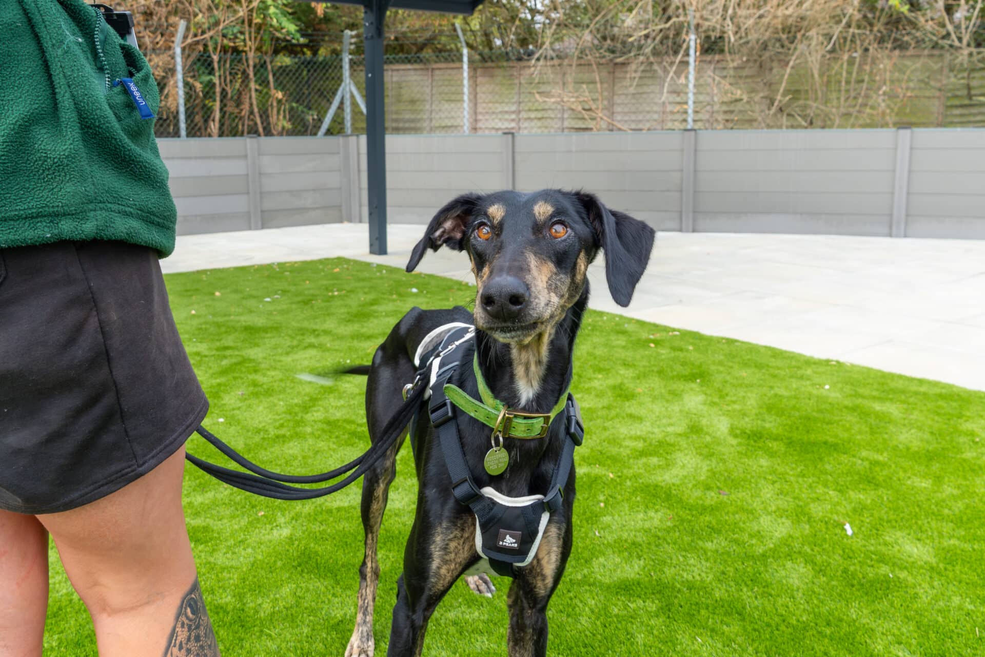Dr Doof, lurcher for adoption in Godmanchester