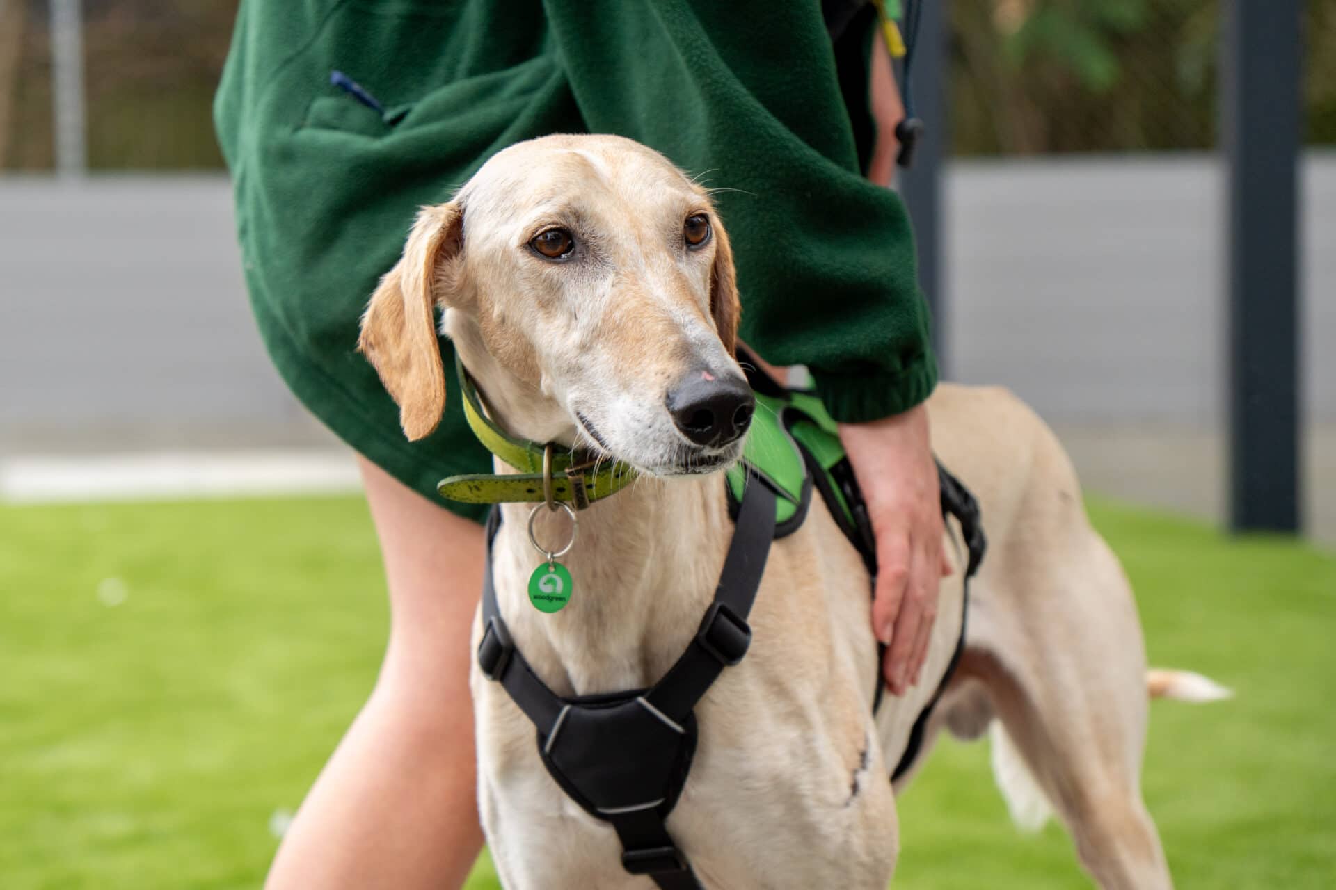Perry, lurcher for adoption in Godmanchester
