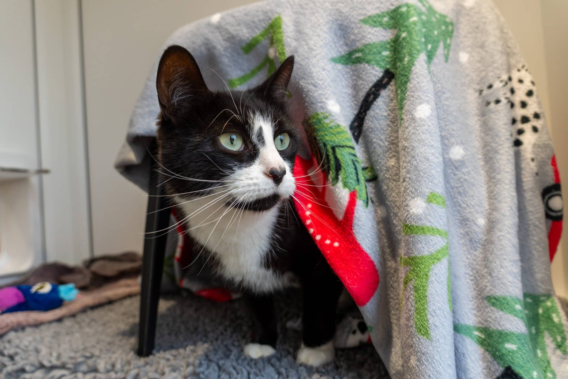 Grayson, domestic shorthair for adoption in Godmanchester