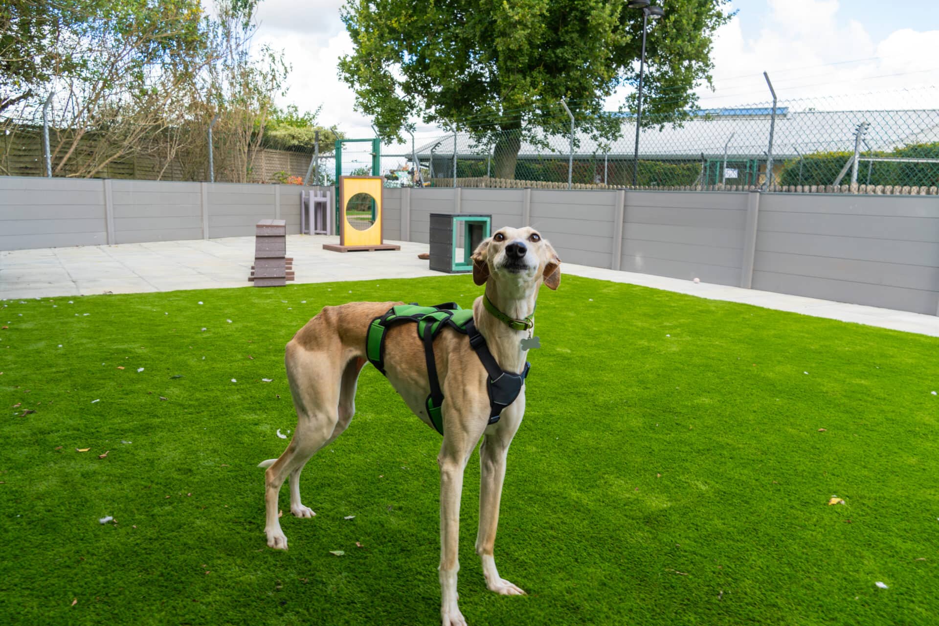 Isabella, lurcher for adoption in Godmanchester