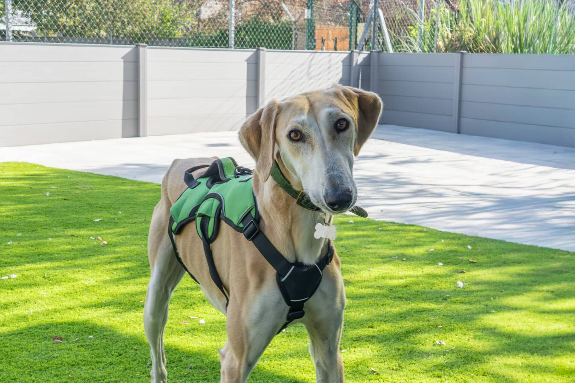 Desmond, lurcher for adoption in Godmanchester