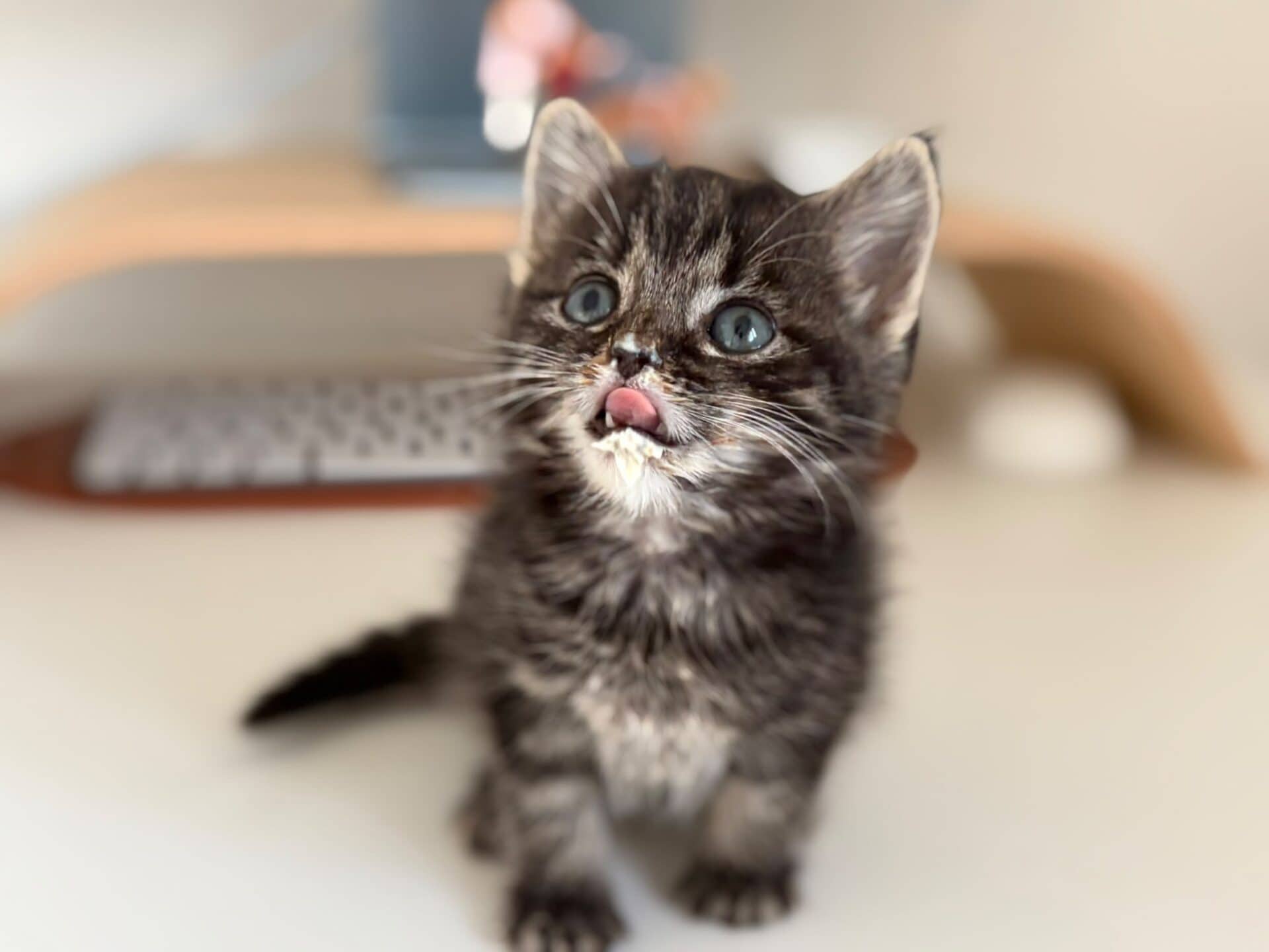 Atom, domestic shorthair for adoption in Godmanchester