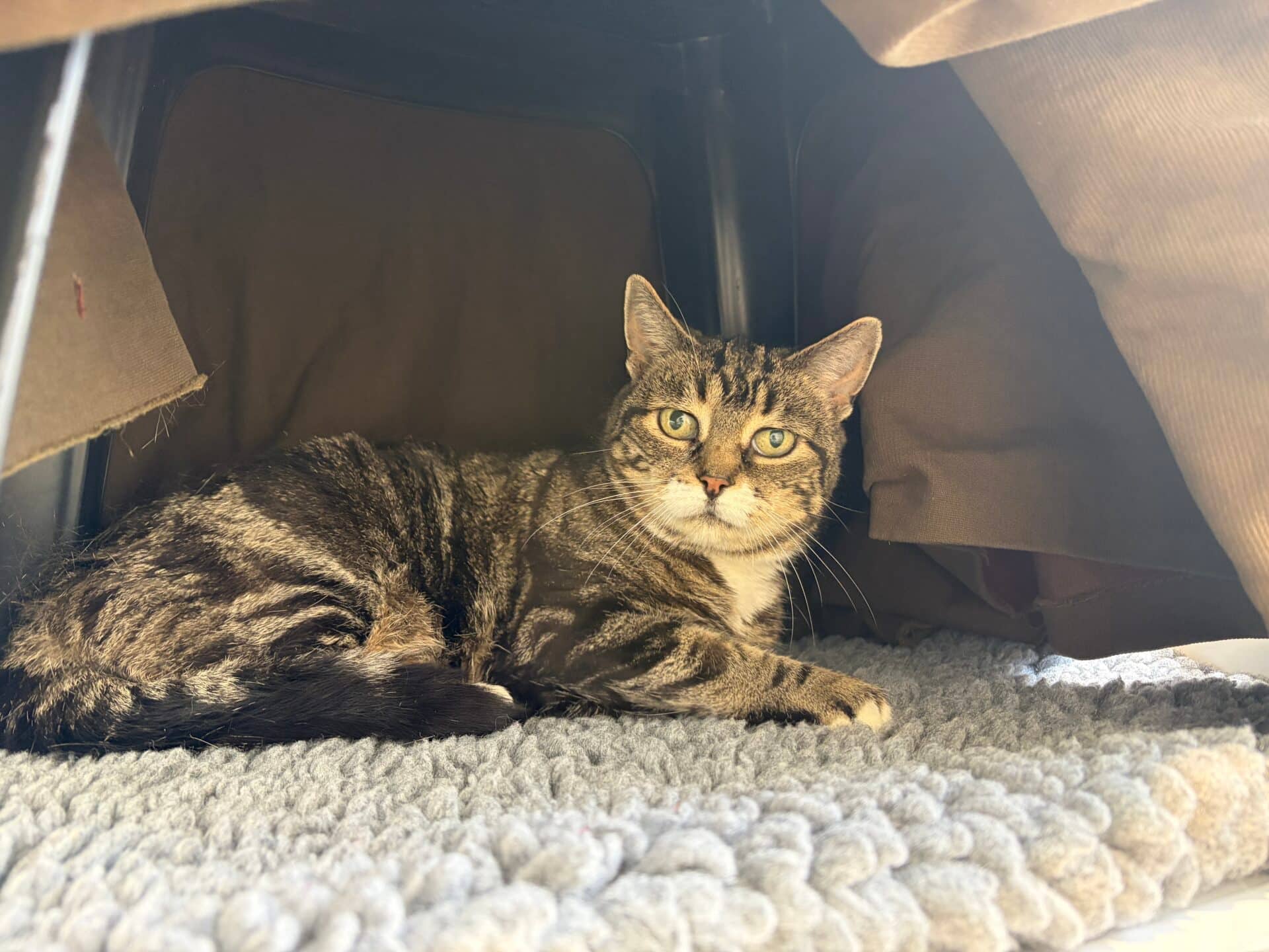Daisy, domestic shorthair for adoption in Godmanchester