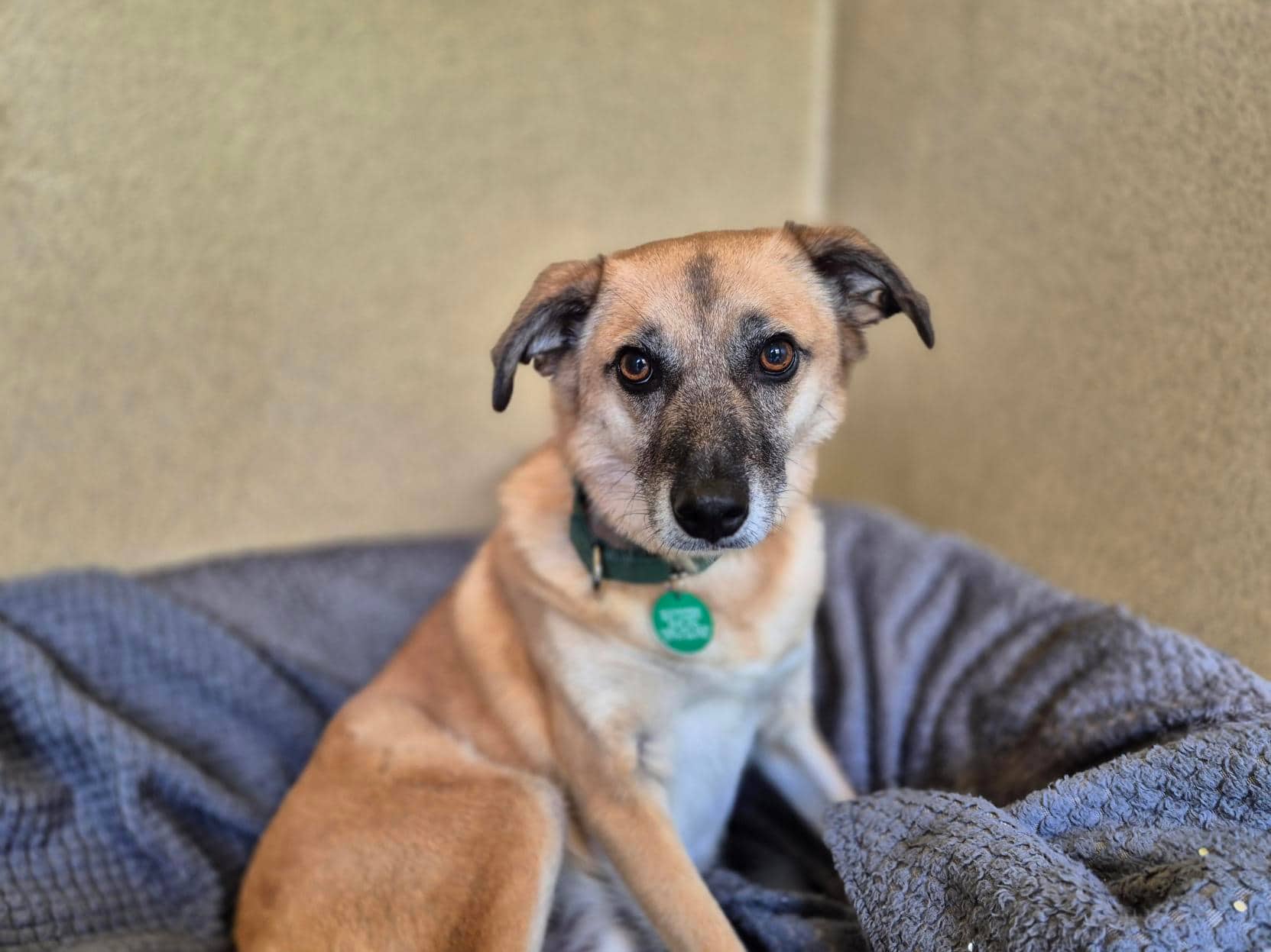 Dexter, crossbreed for adoption in Godmanchester