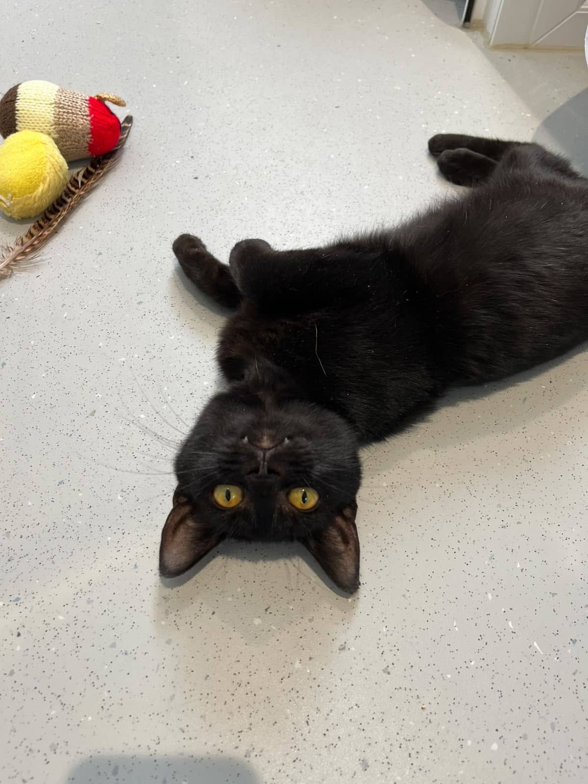 Hooper, domestic shorthair for adoption in Godmanchester
